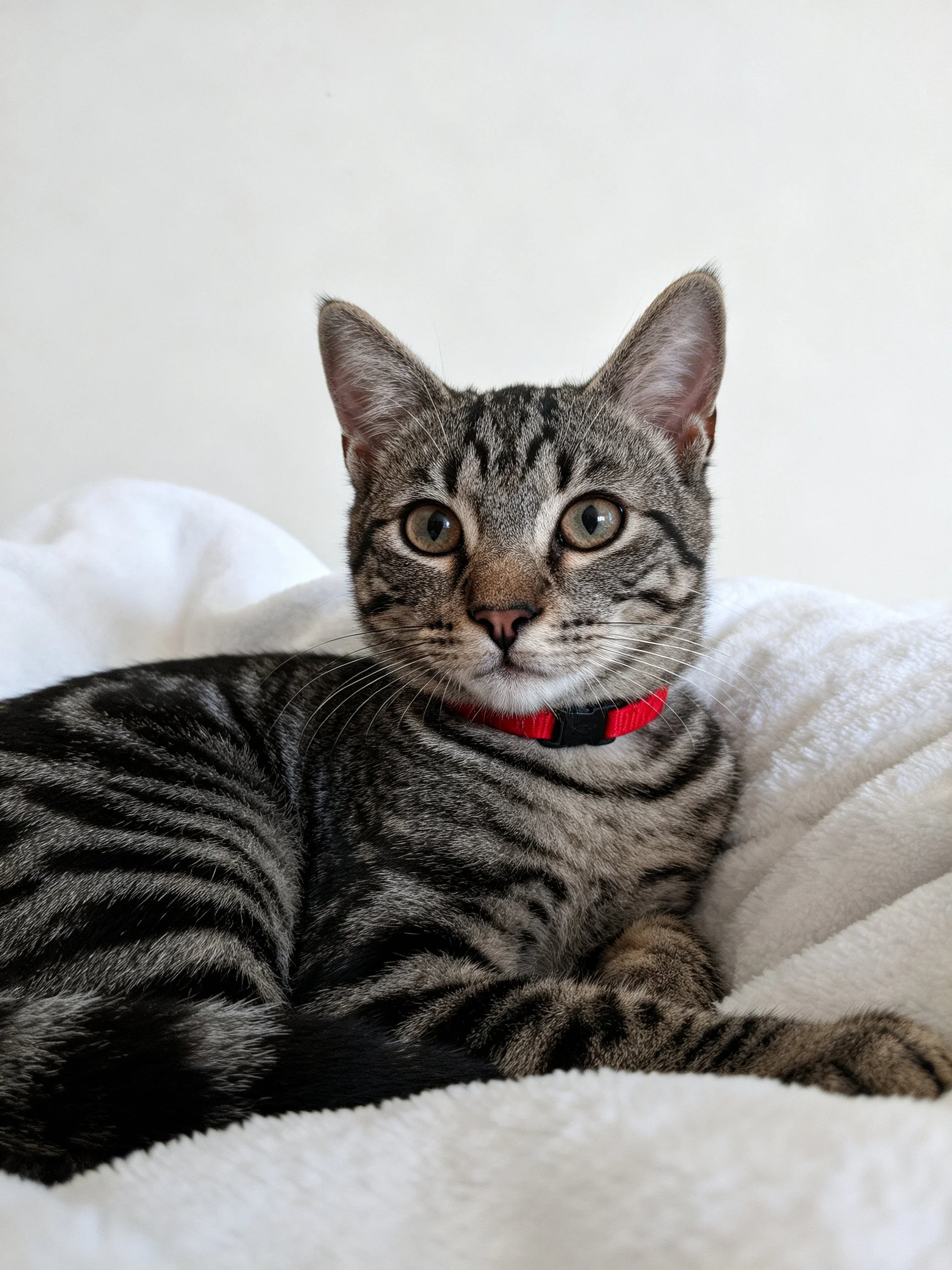 A gray tabby cat relaxes on a white towel while wearing a red collar