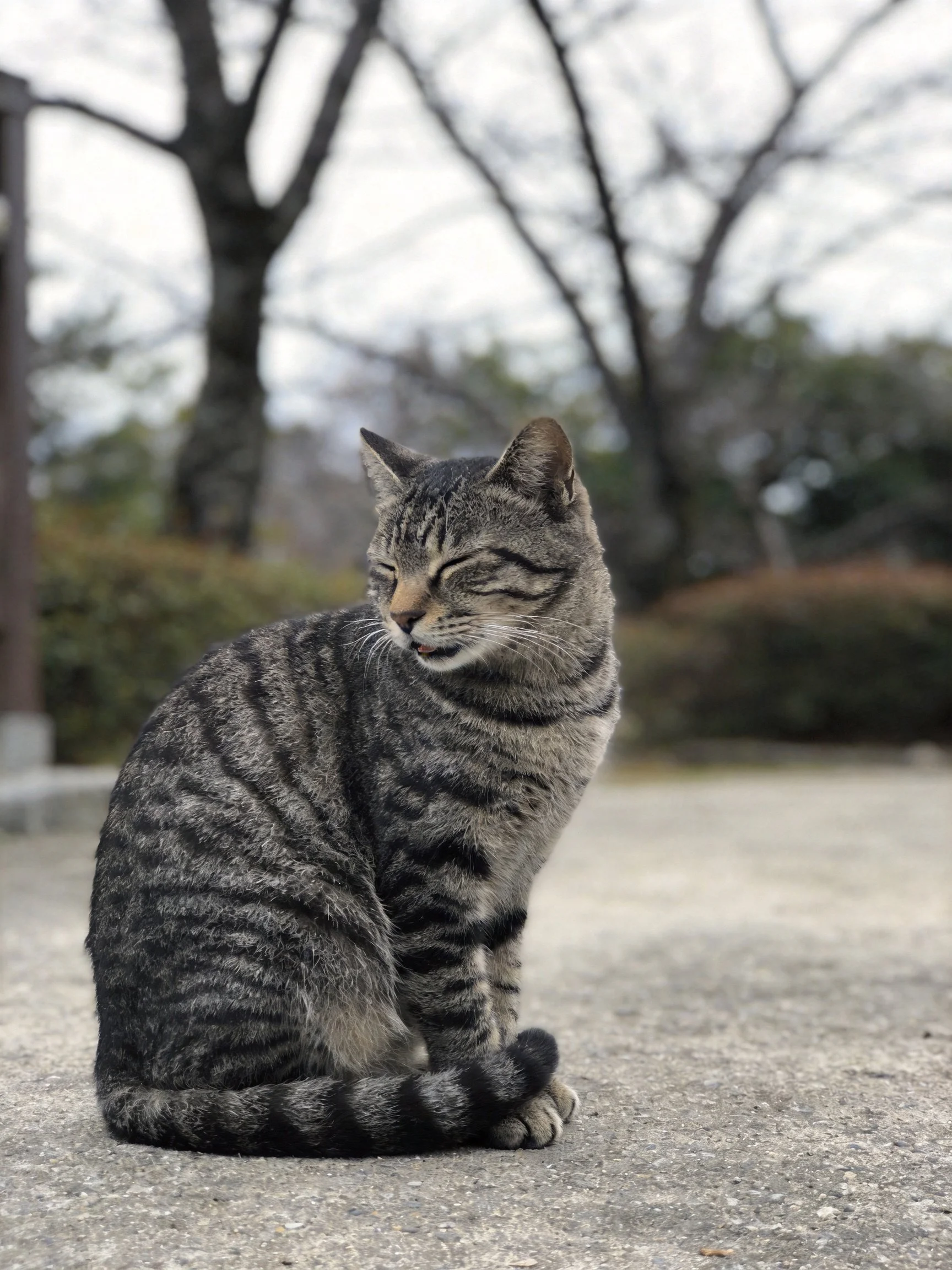 A gray tabby cat sits calmly on a concrete path