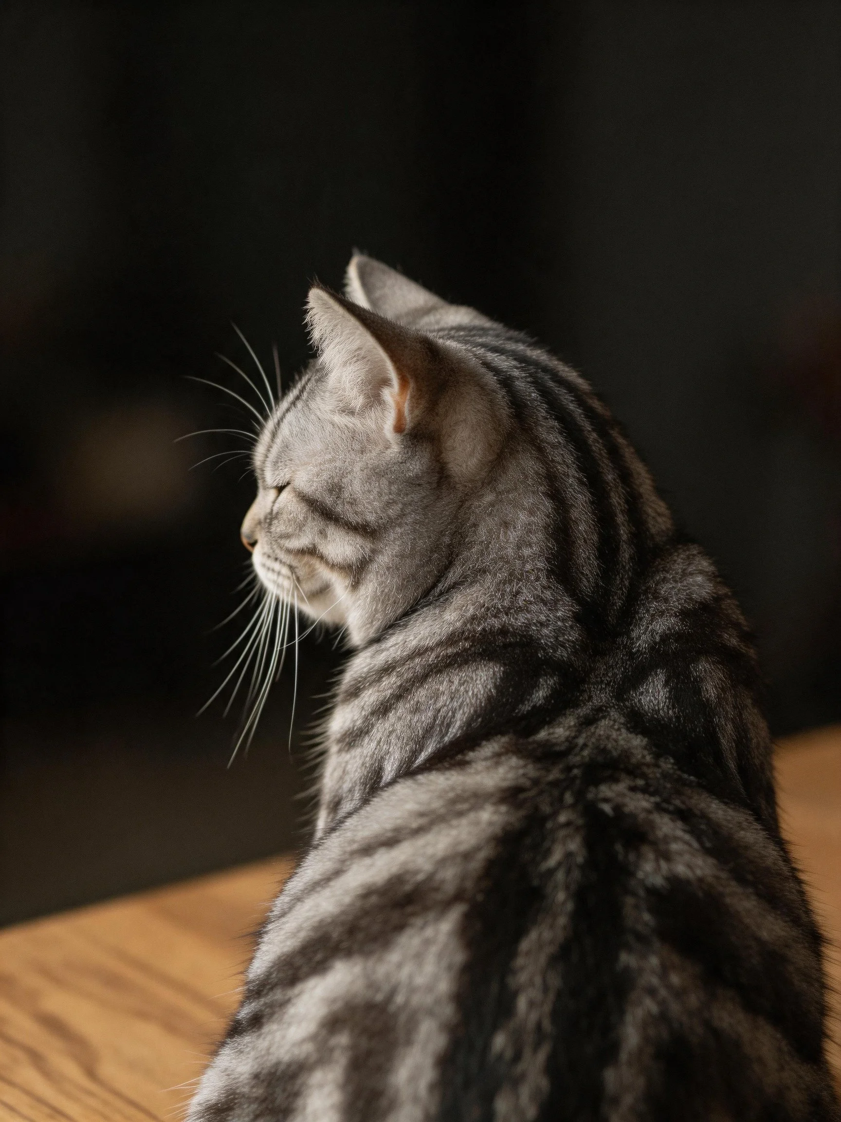 A gray tabby cat sits on a wooden surface with a dark backdrop