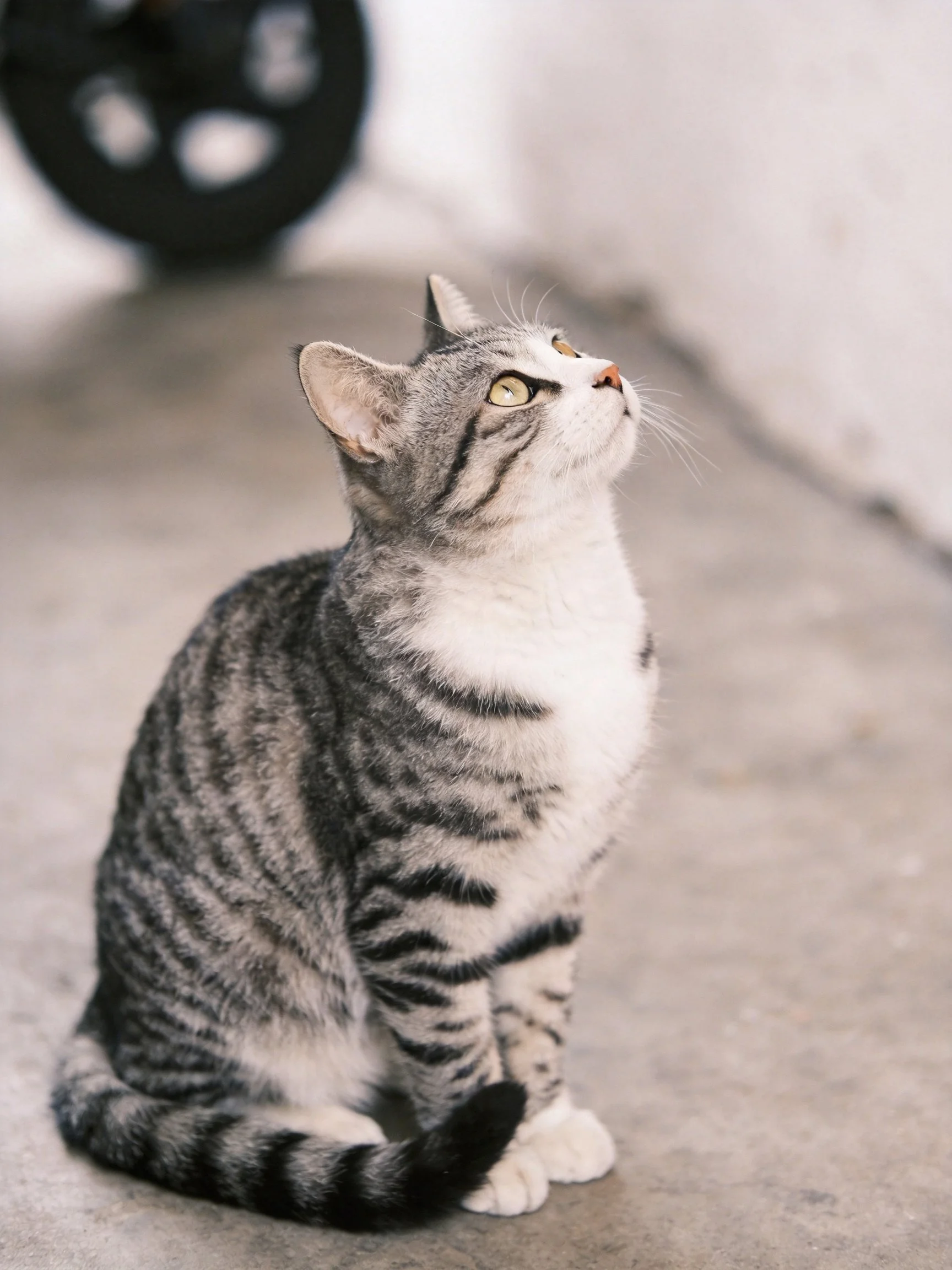 A gray tabby cat sits on concrete, gazing upward near a dark wheel