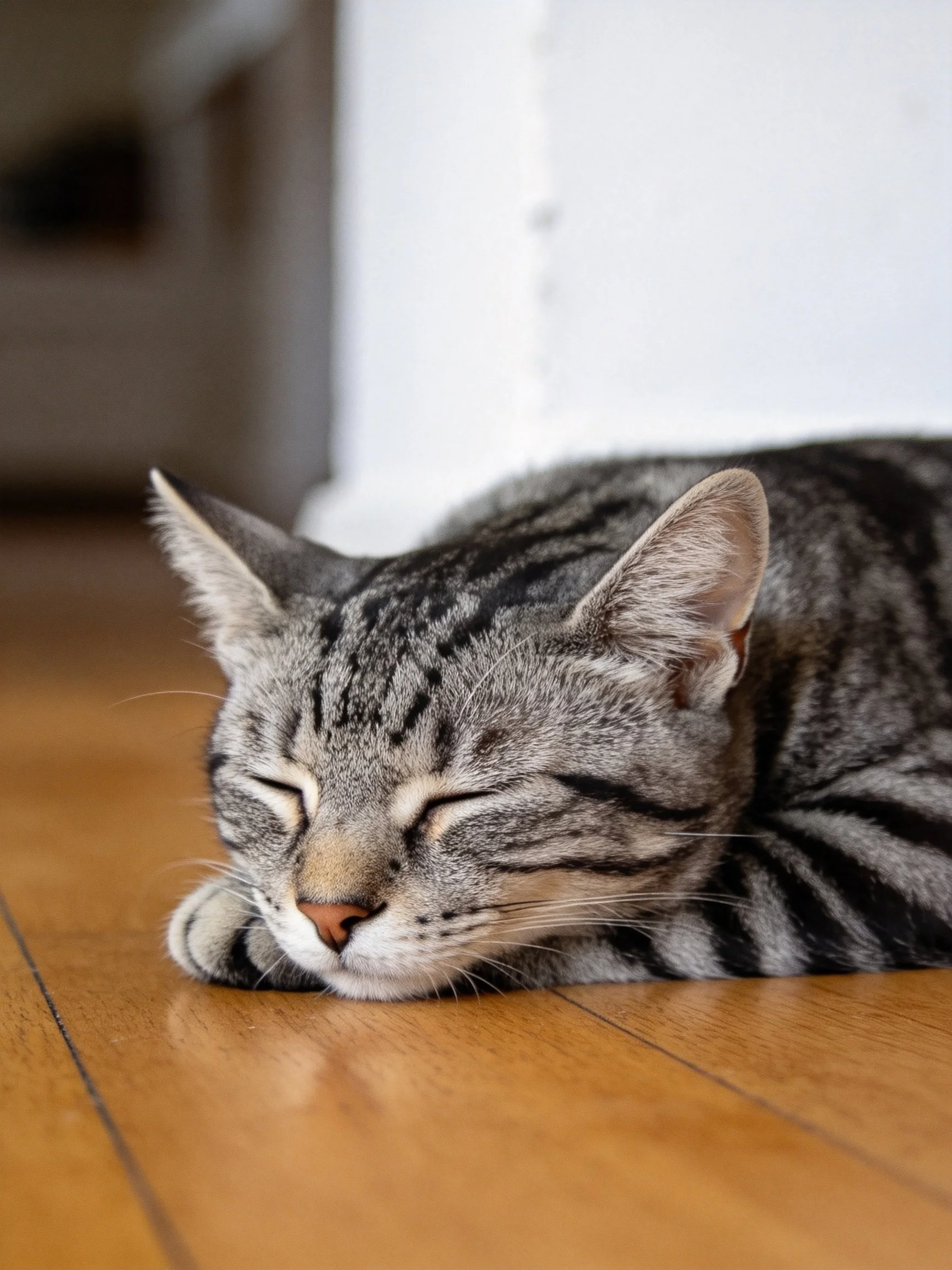 A gray tabby cat sleeps quietly on a wooden floor.
