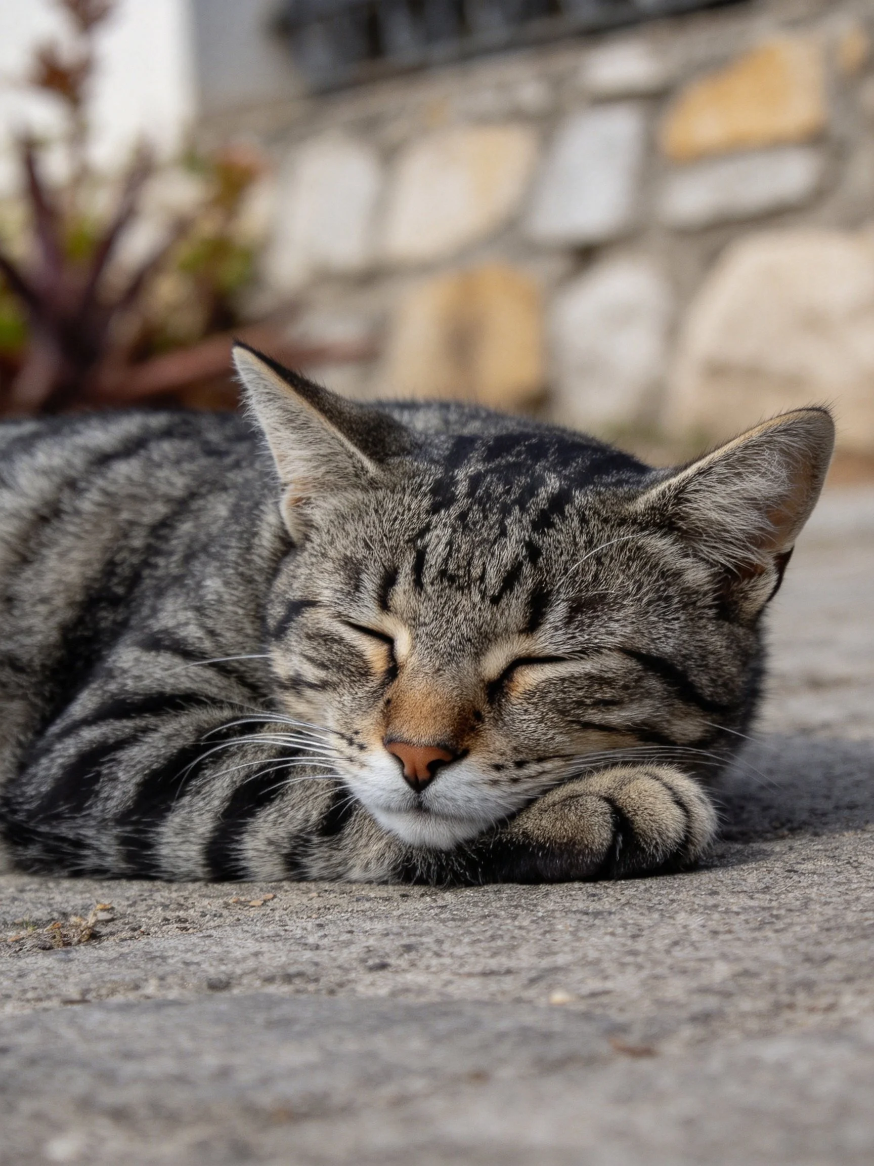 A gray tabby cat sleeps peacefully on a concrete surface near a stone wall