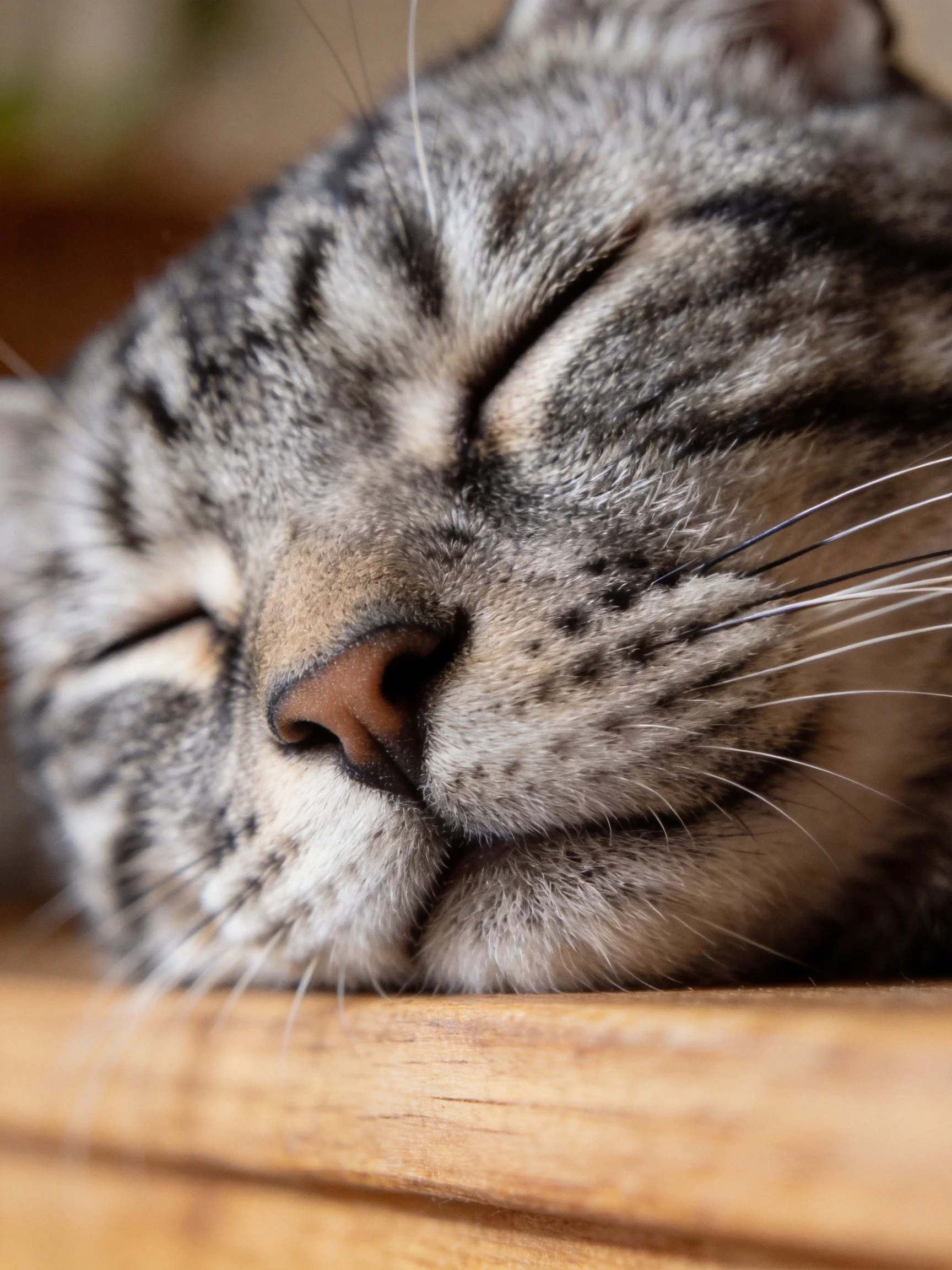A gray tabby cat sleeps peacefully on a wooden surface