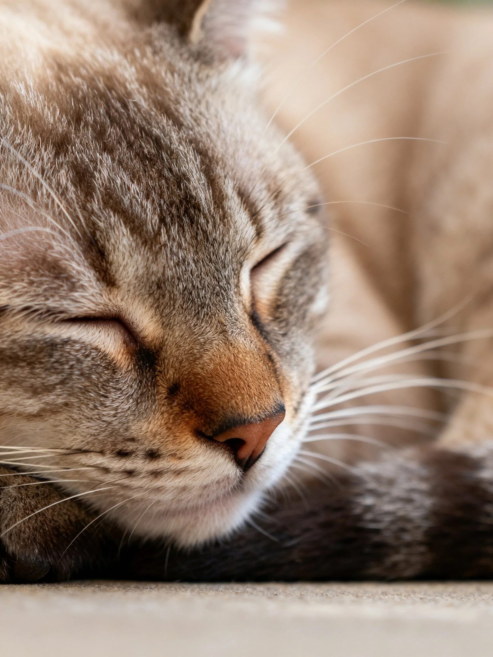 A gray tabby cat sleeps peacefully with closed eyes
