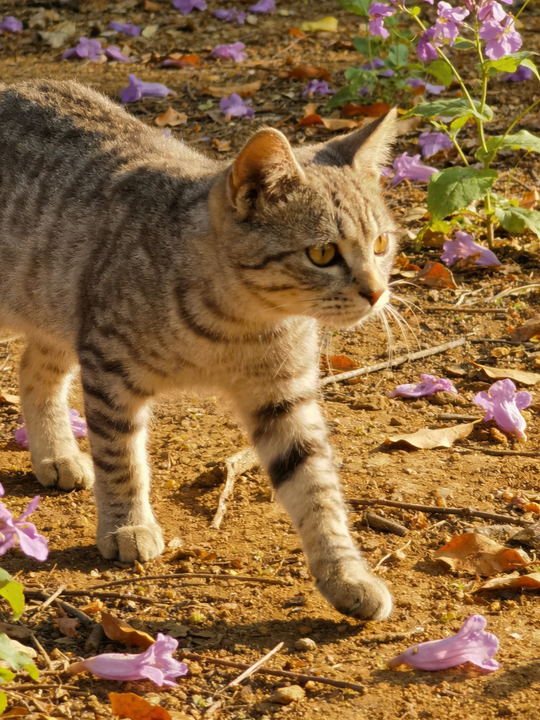 A gray tabby cat walking among scattered purple petals and dry earth