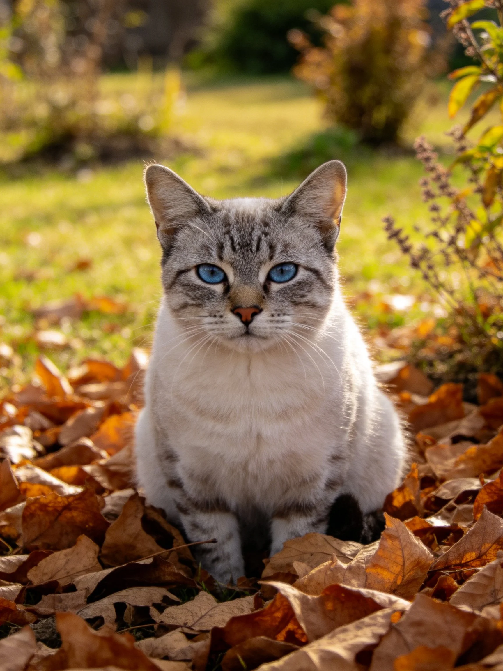 A gray tabby cat with blue eyes sits among autumn leaves in a sunlit garden.