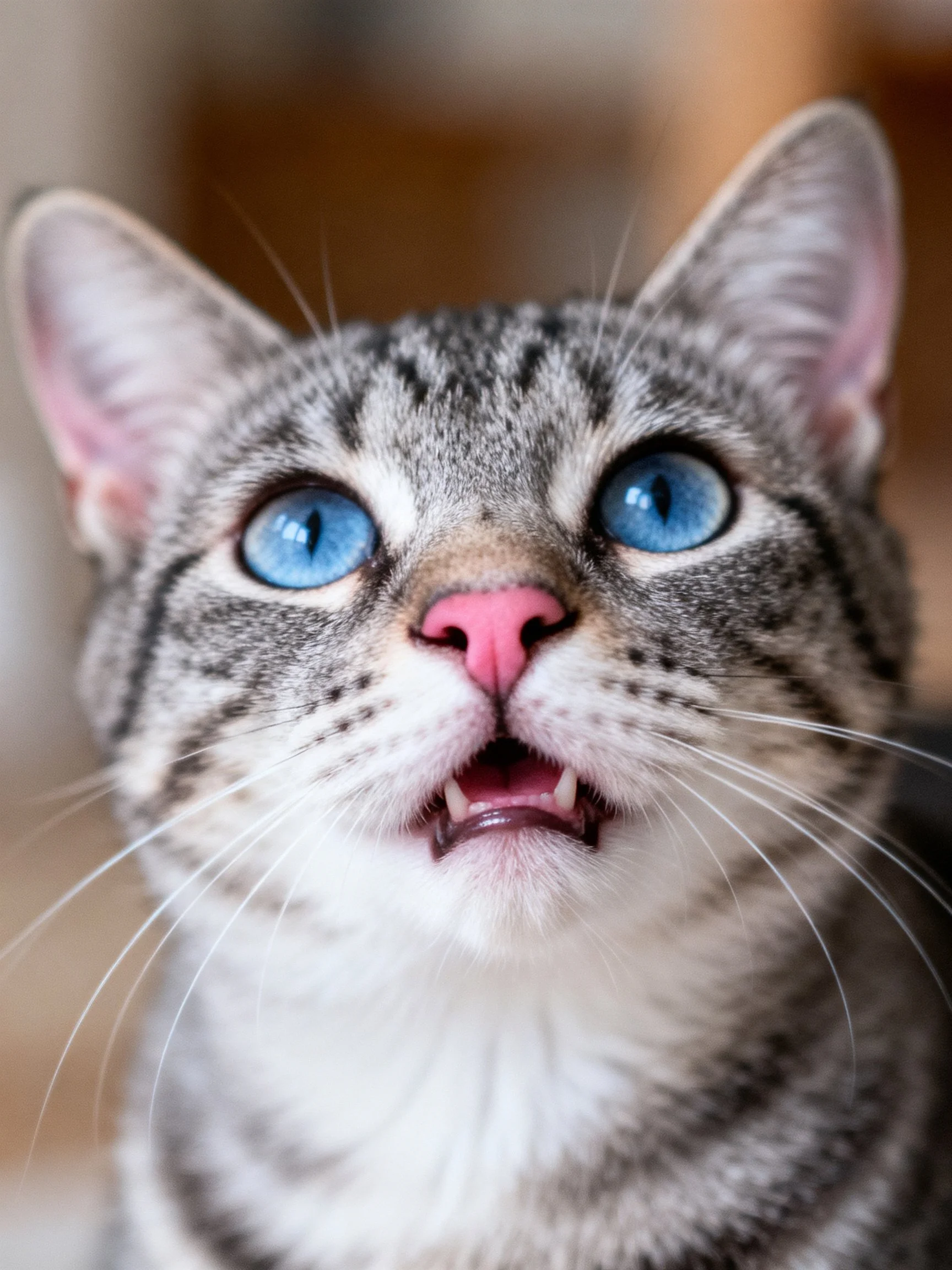 A gray tabby cat with bright blue eyes and pink nose