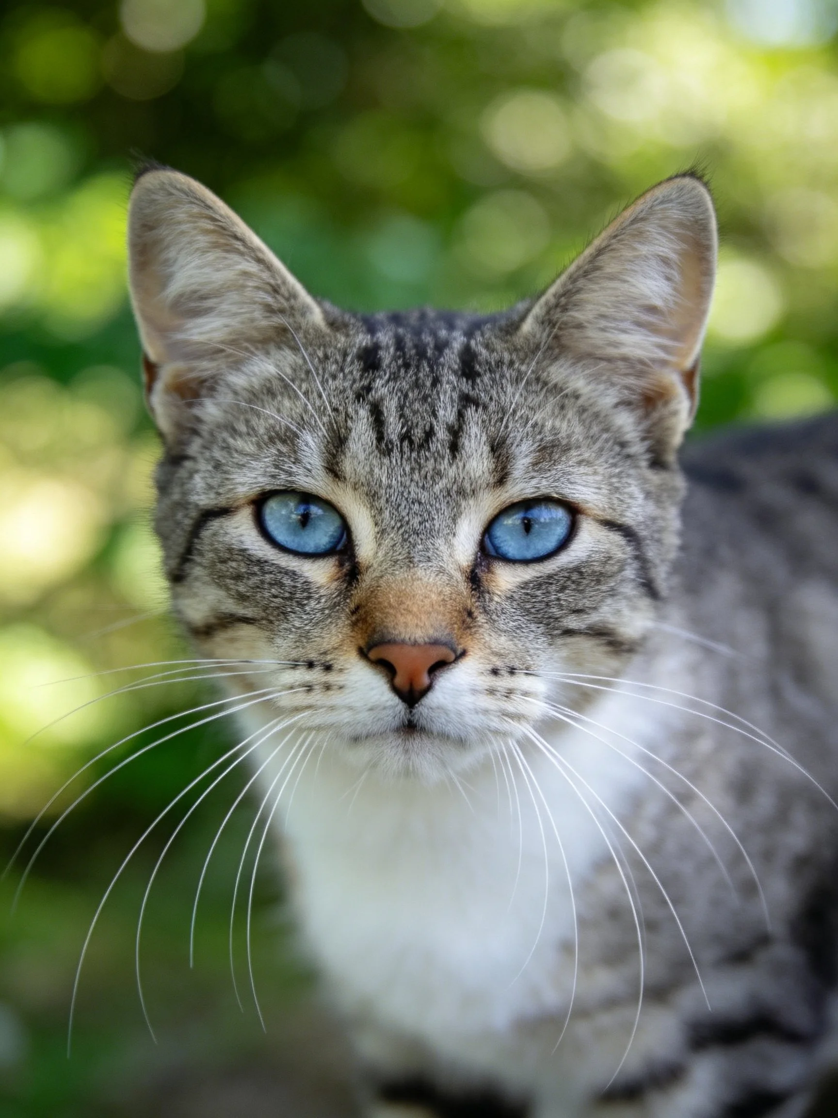 A gray tabby cat with bright blue eyes in nature