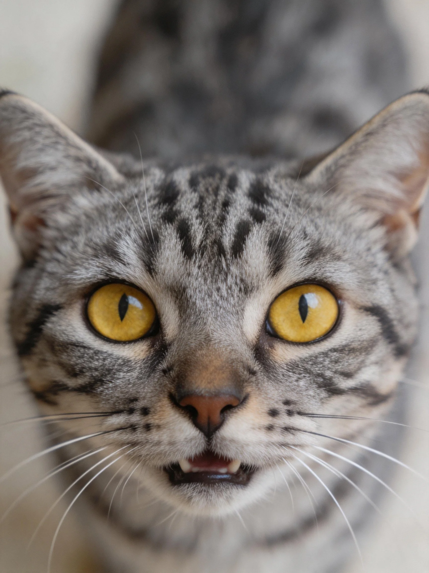 A gray tabby cat with vivid yellow eyes is captured in a close-up view.