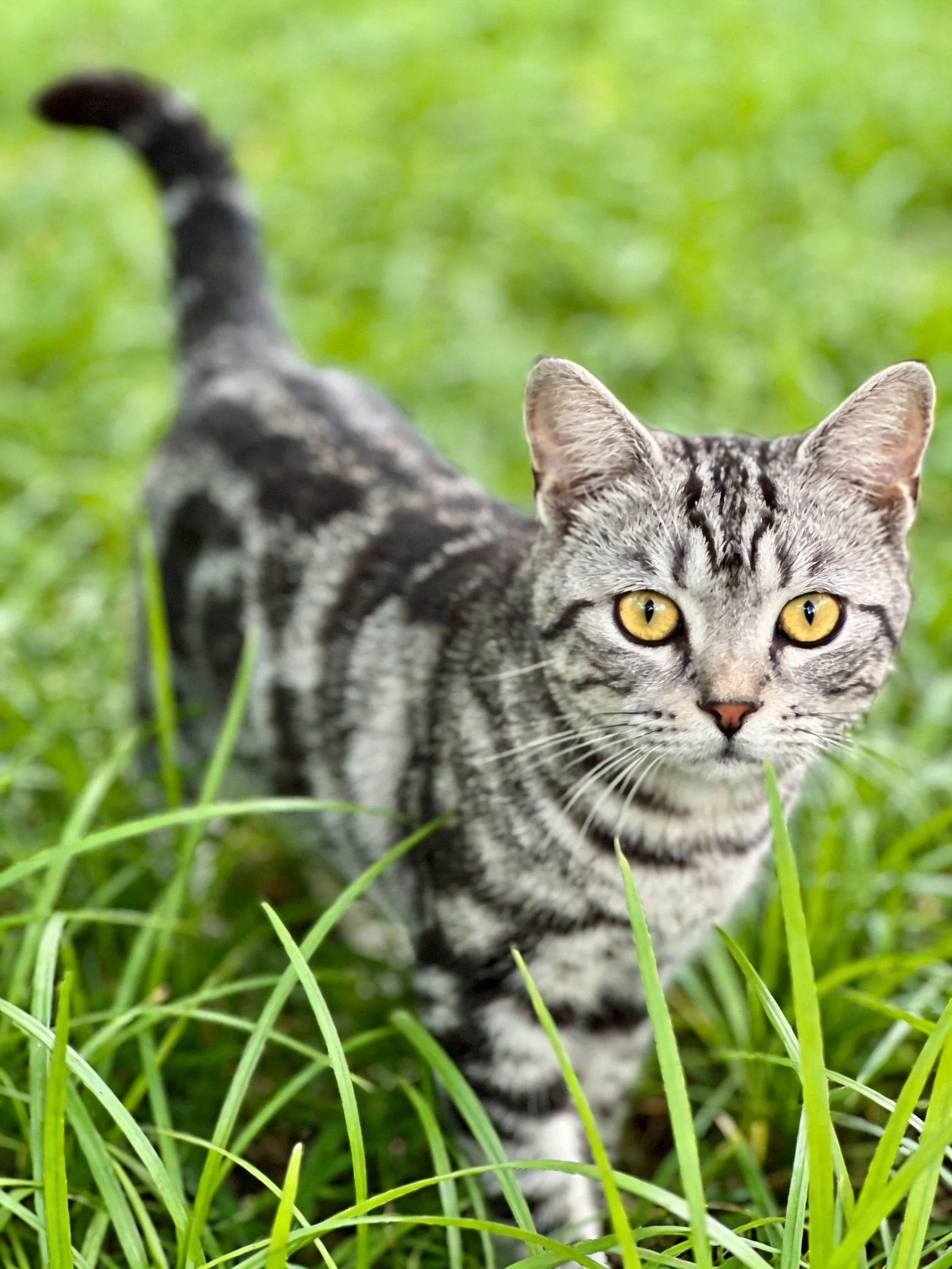 A gray tabby cat with yellow eyes stands in lush green grass.
