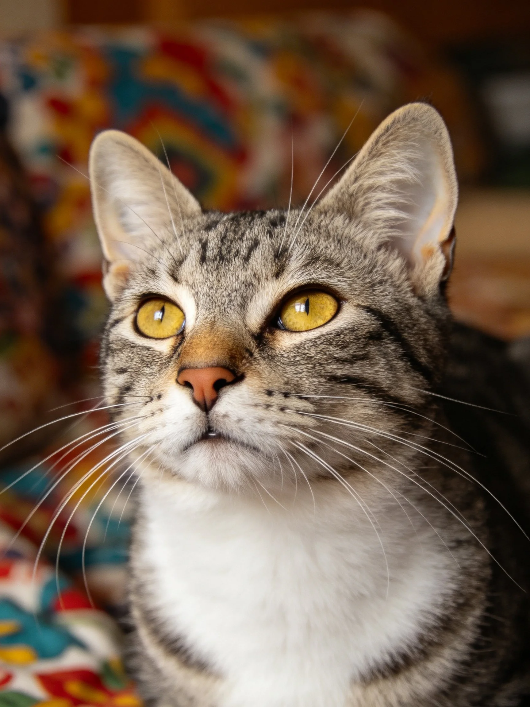 A gray tabby cat with bright yellow eyes near colorful patterned fabric