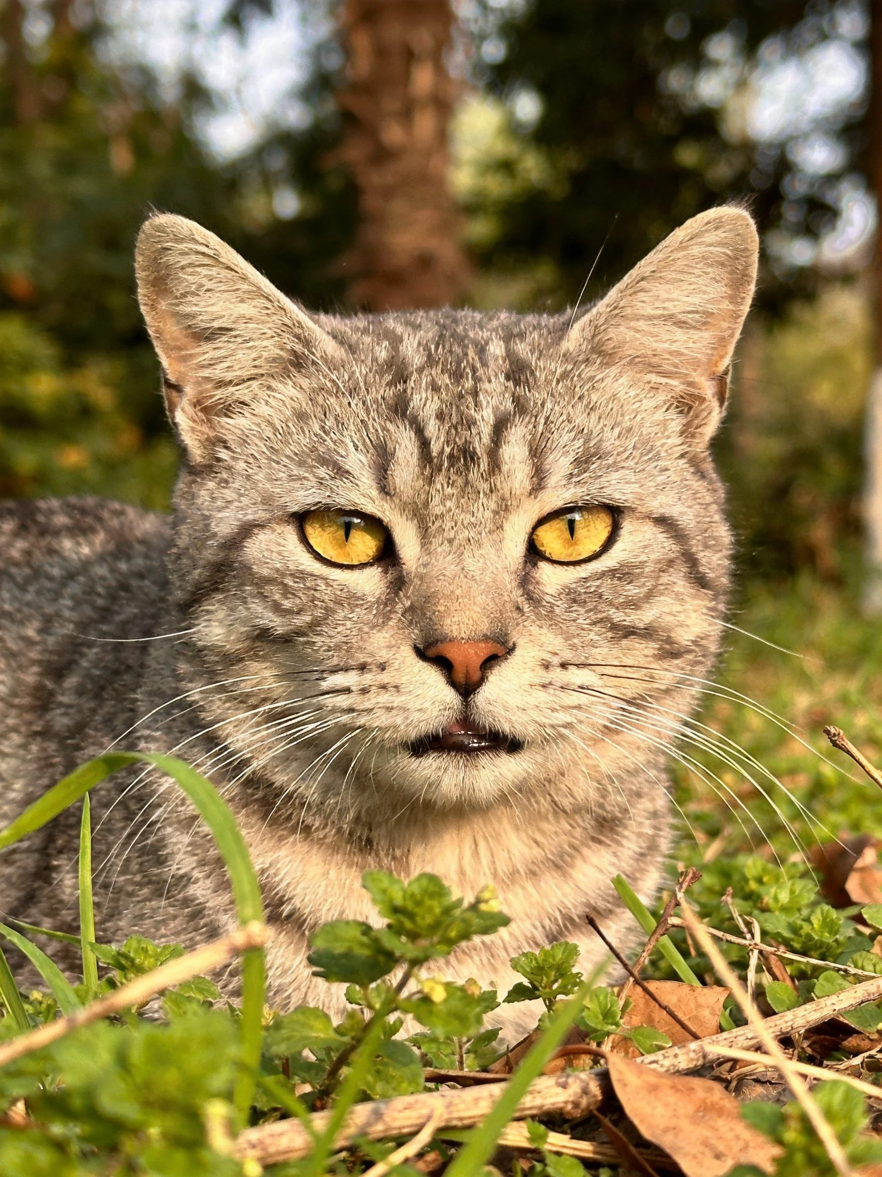 A gray tabby cat with yellow eyes rests amid grass and small plants in an outdoor setting.