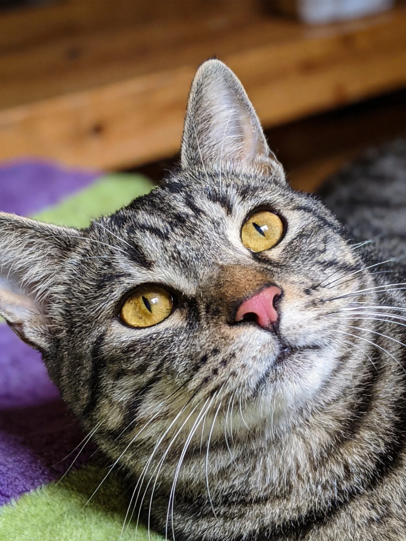 A gray tabby cat with golden eyes relaxes on a multicolored towel.