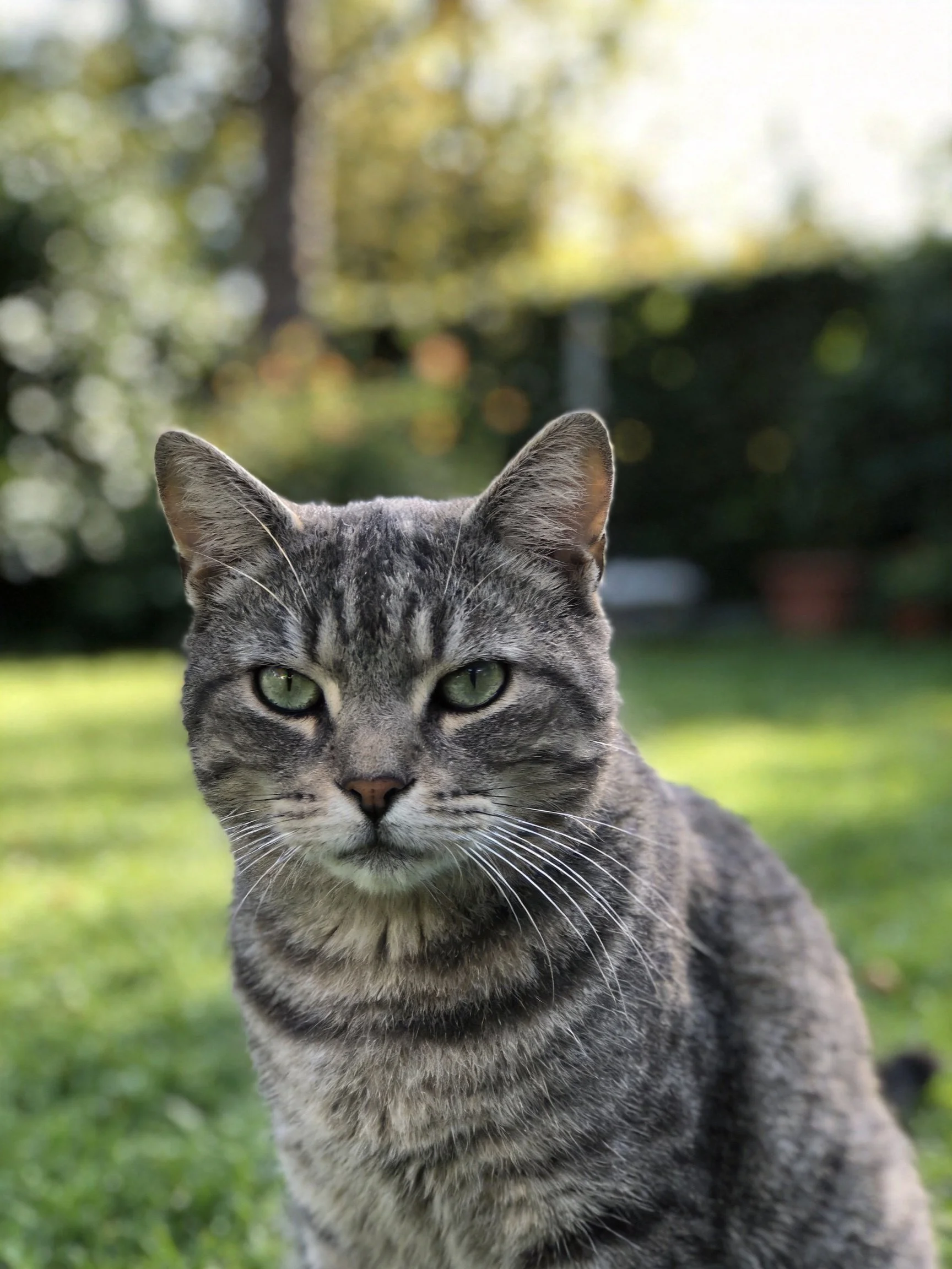 A gray tabby cat gazes calmly in a sunlit garden.
