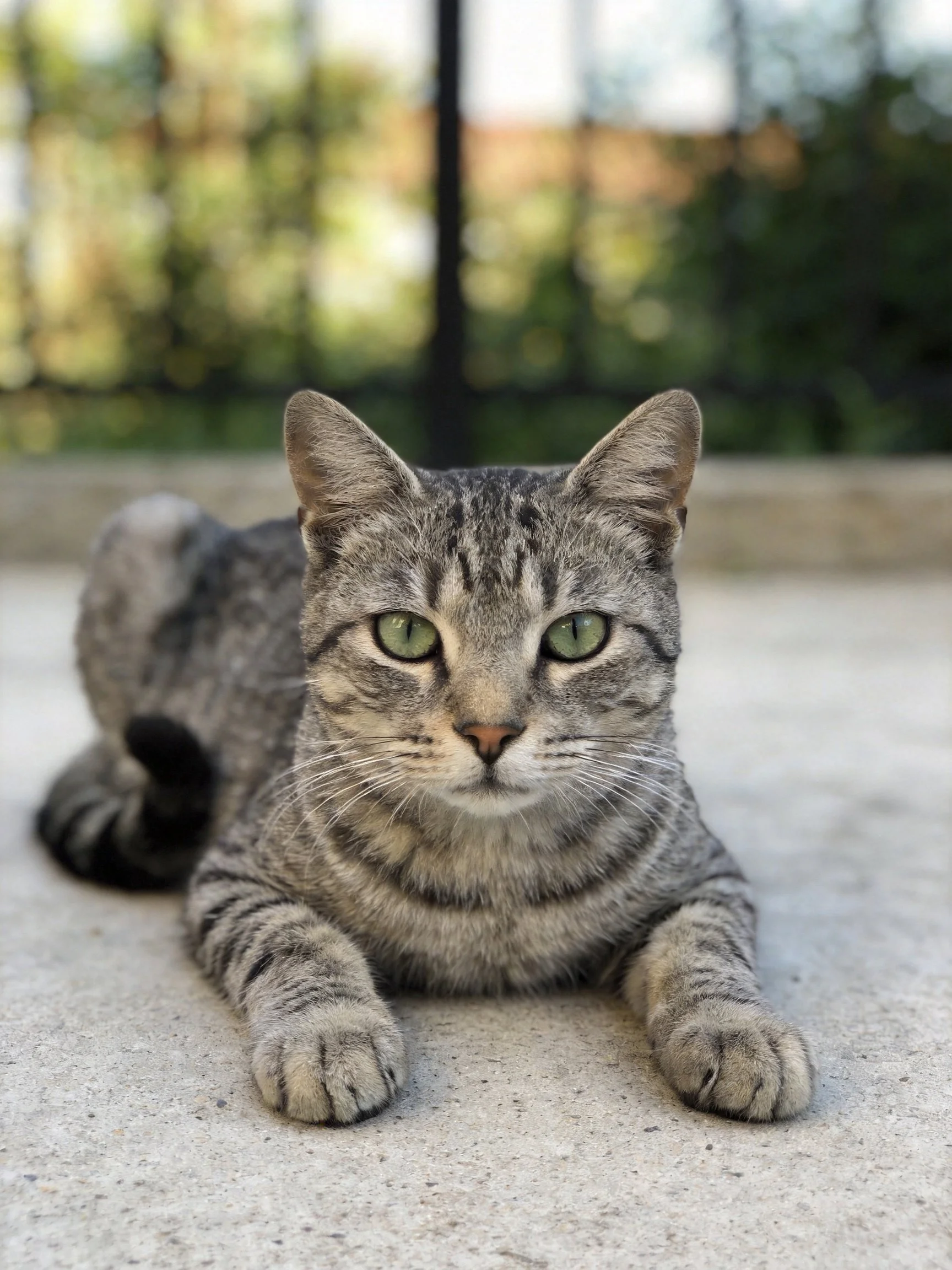 A gray tabby cat with green eyes rests on a concrete surface.