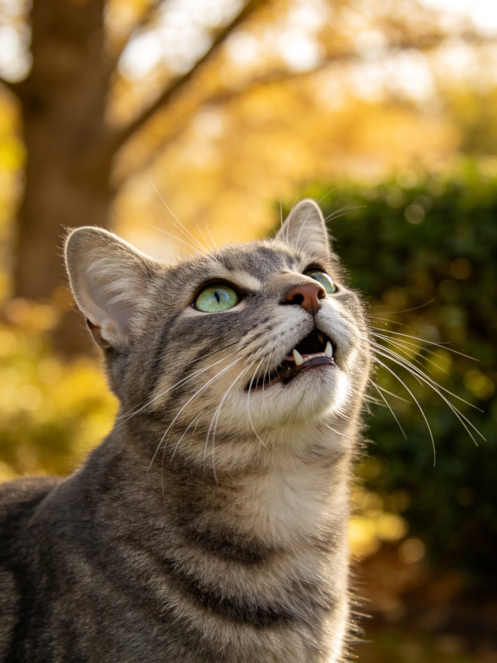 A gray tabby cat with green eyes looks upward in a sunlit outdoor area.