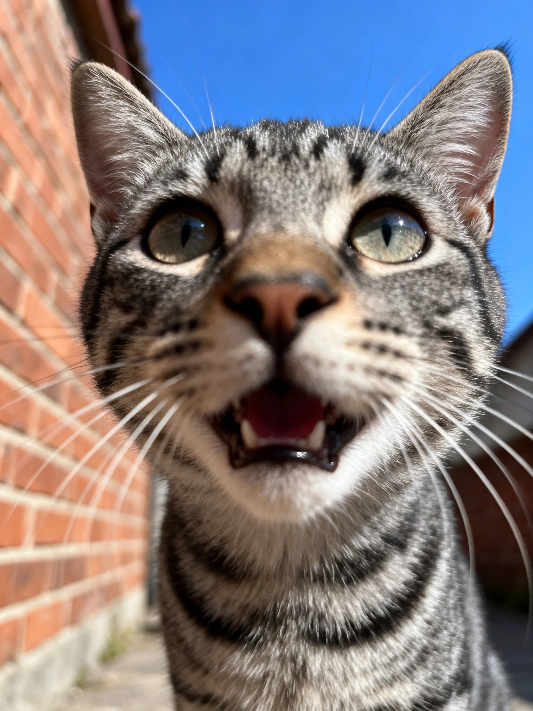 A gray tabby cat with an open mouth stands near a brick wall under clear blue sky.