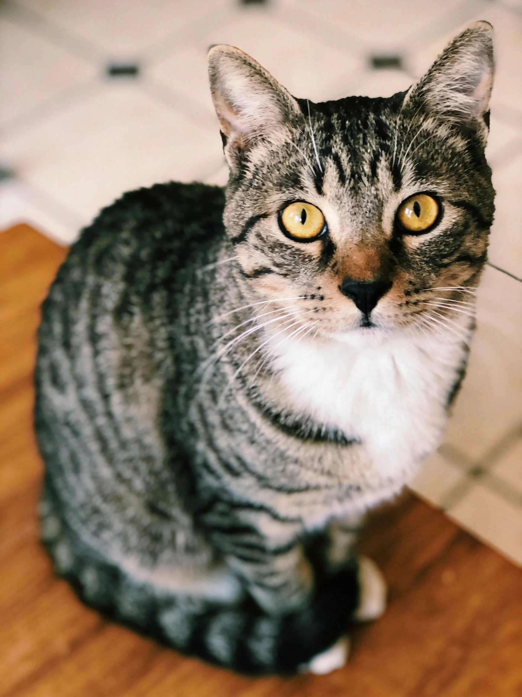 A gray tabby cat with yellow eyes sits on wooden flooring near tiled surfaces