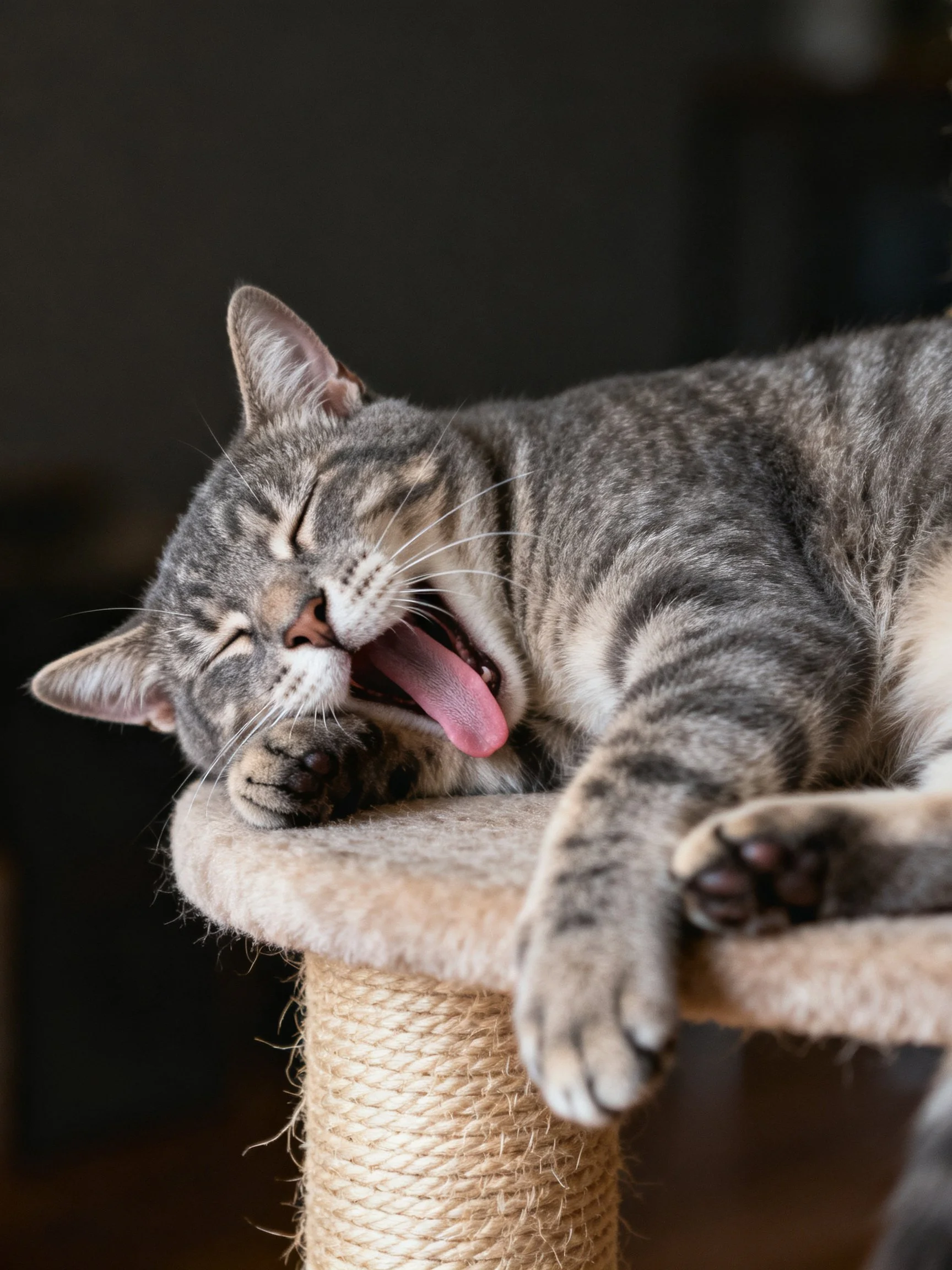 A gray tabby cat yawning on a woven scratching post
