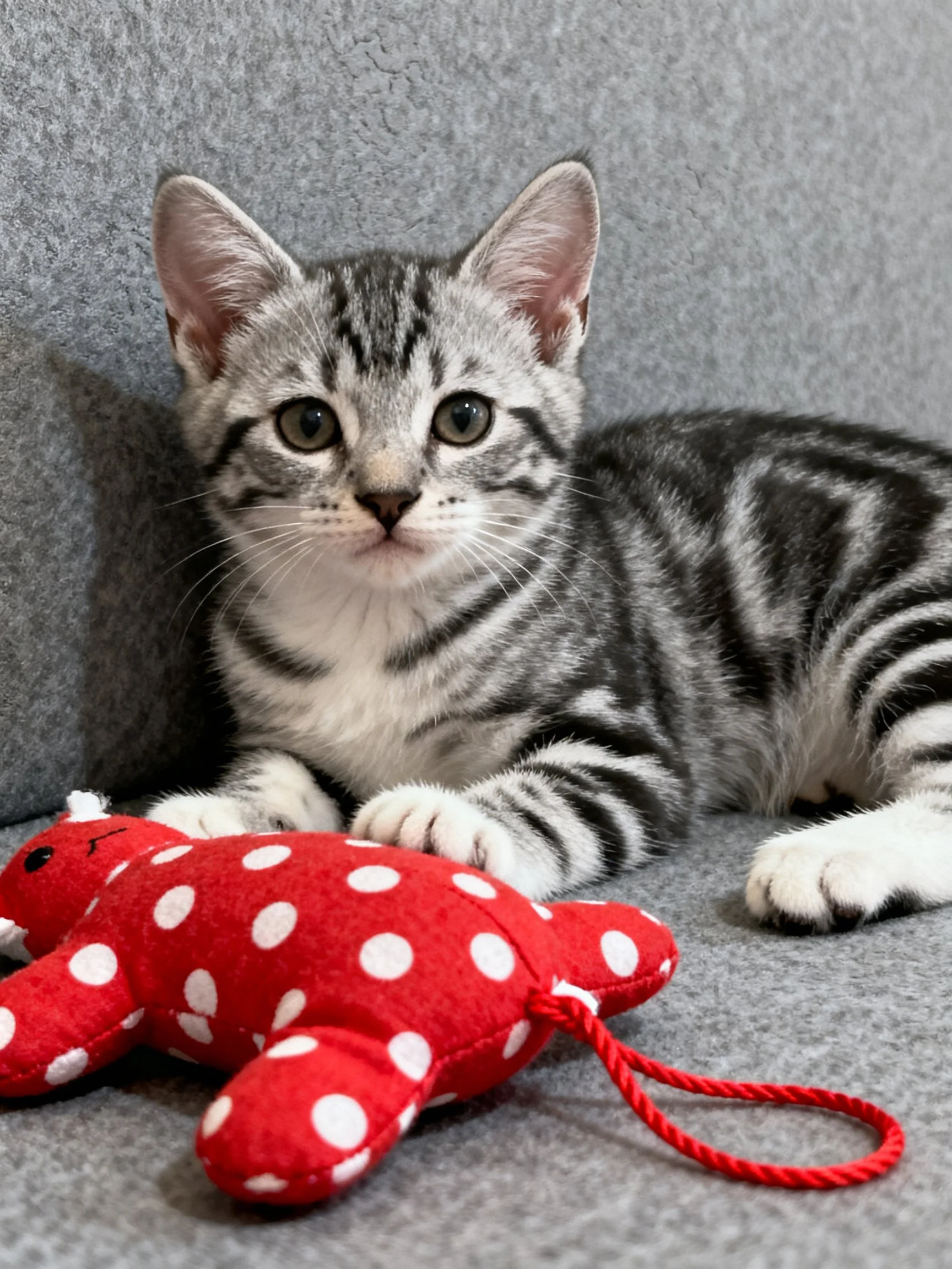 A gray tabby kitten sits near a red polka - dotted toy on a gray surface