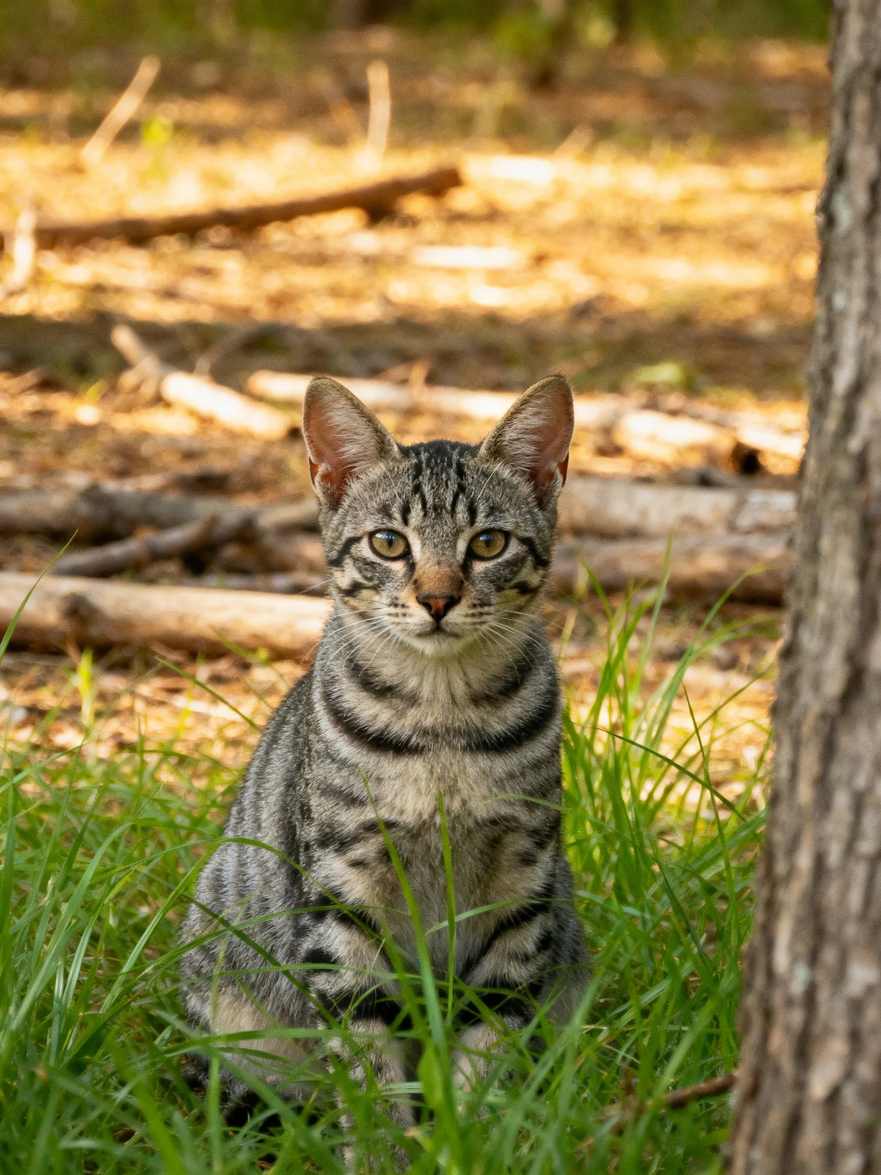 A gray tabby kitten rests in tall grass within a sun-dappled forest.