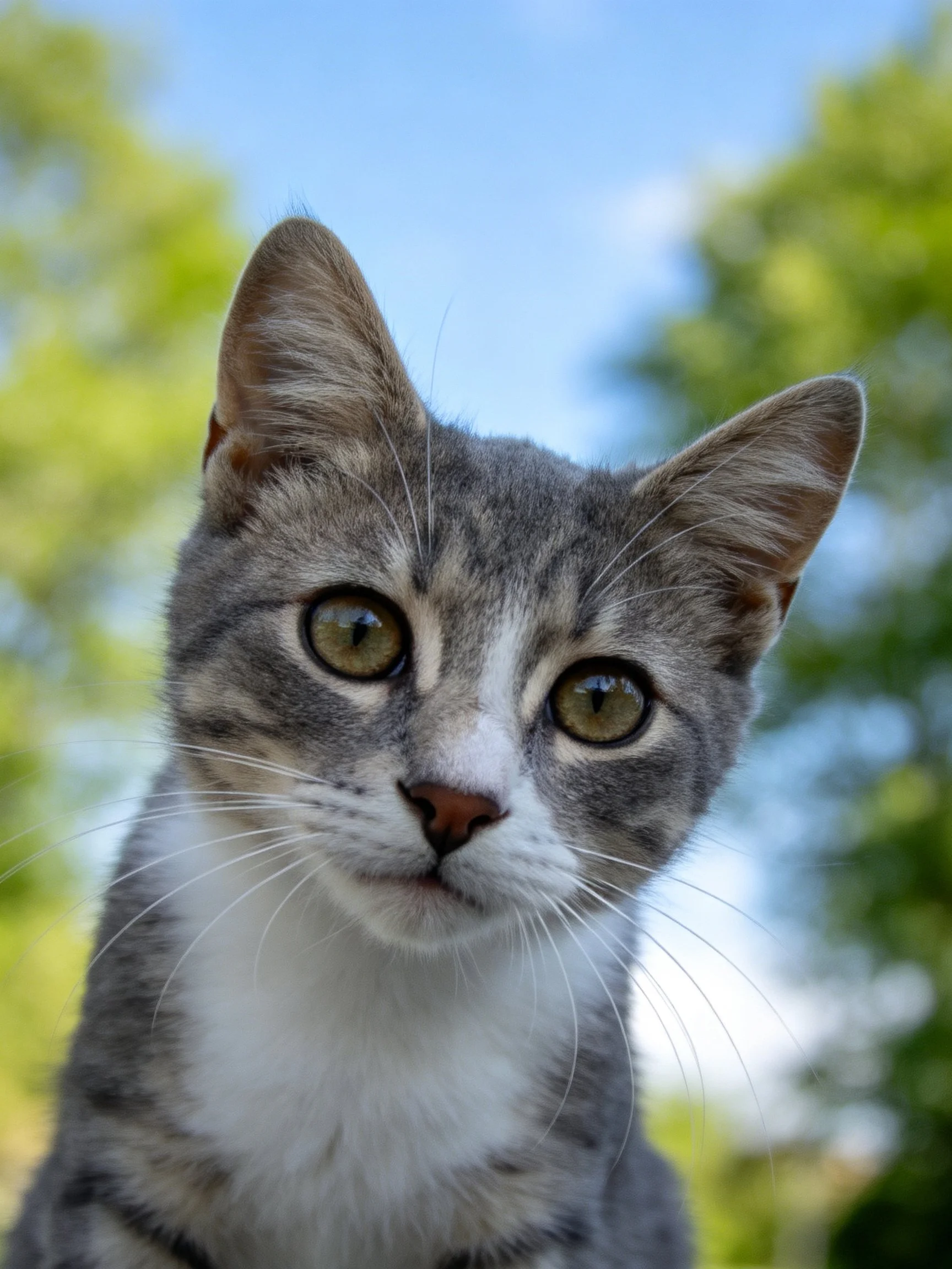 A gray tabby kitten gazes directly at the camera amid a softly focused natural background.
