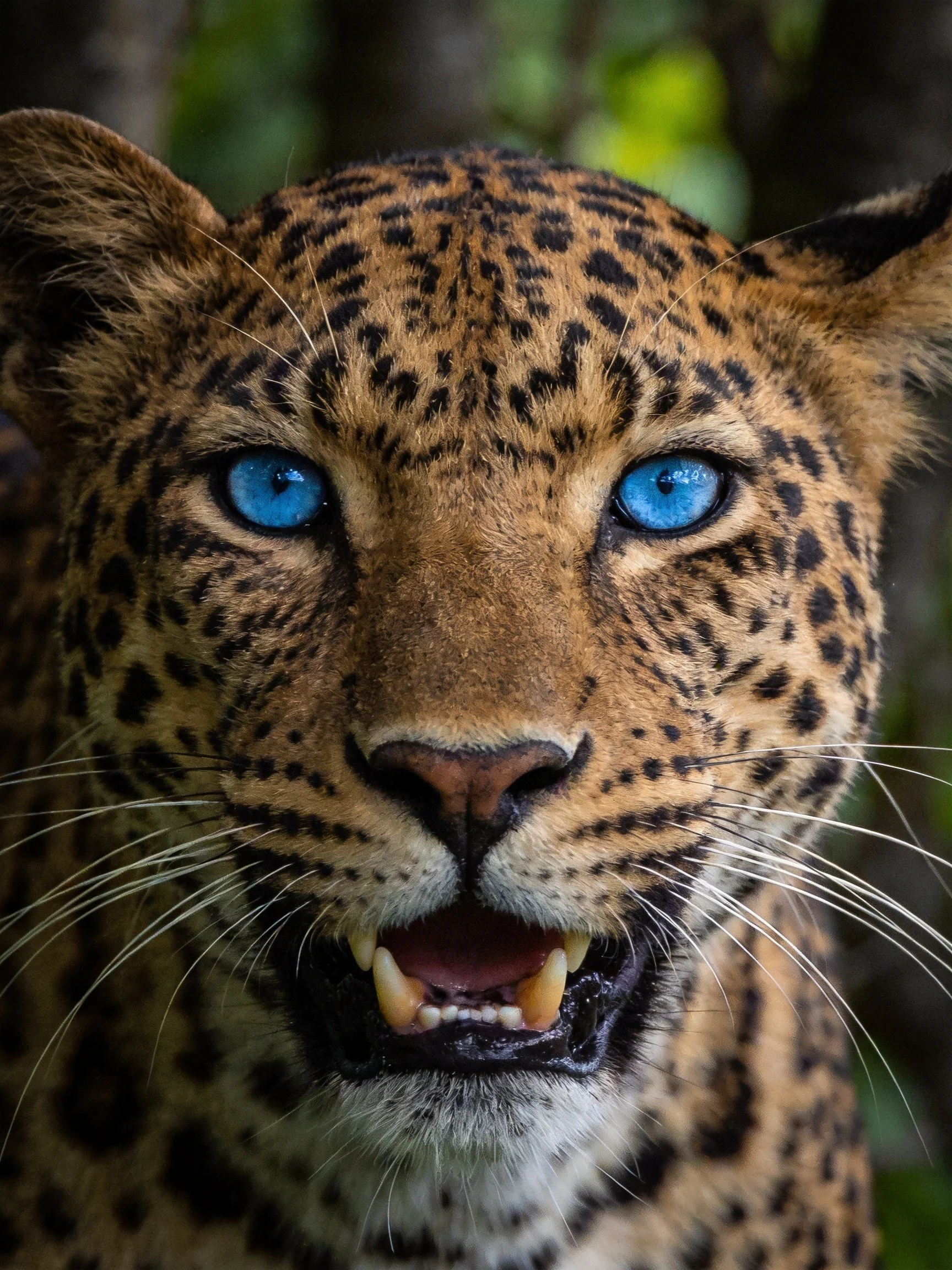 A close - up of a leopard showcasing its blue eyes and spotted coat.
