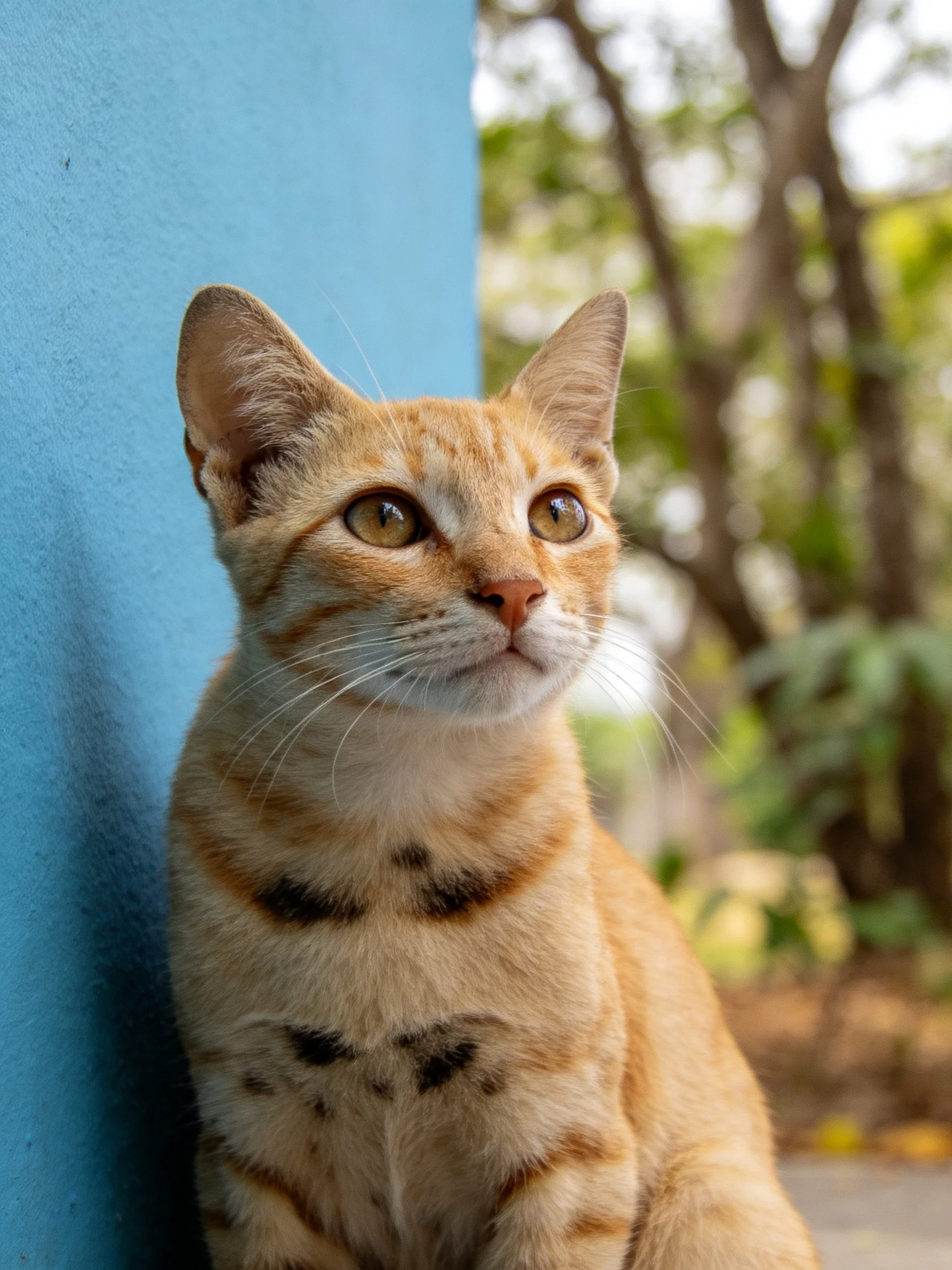 A light orange tabby cat sits by a bright blue wall with trees behind