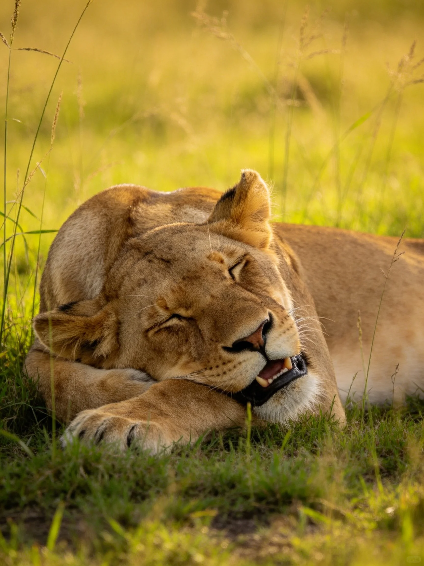 A lioness rests peacefully in sunlit green grass
