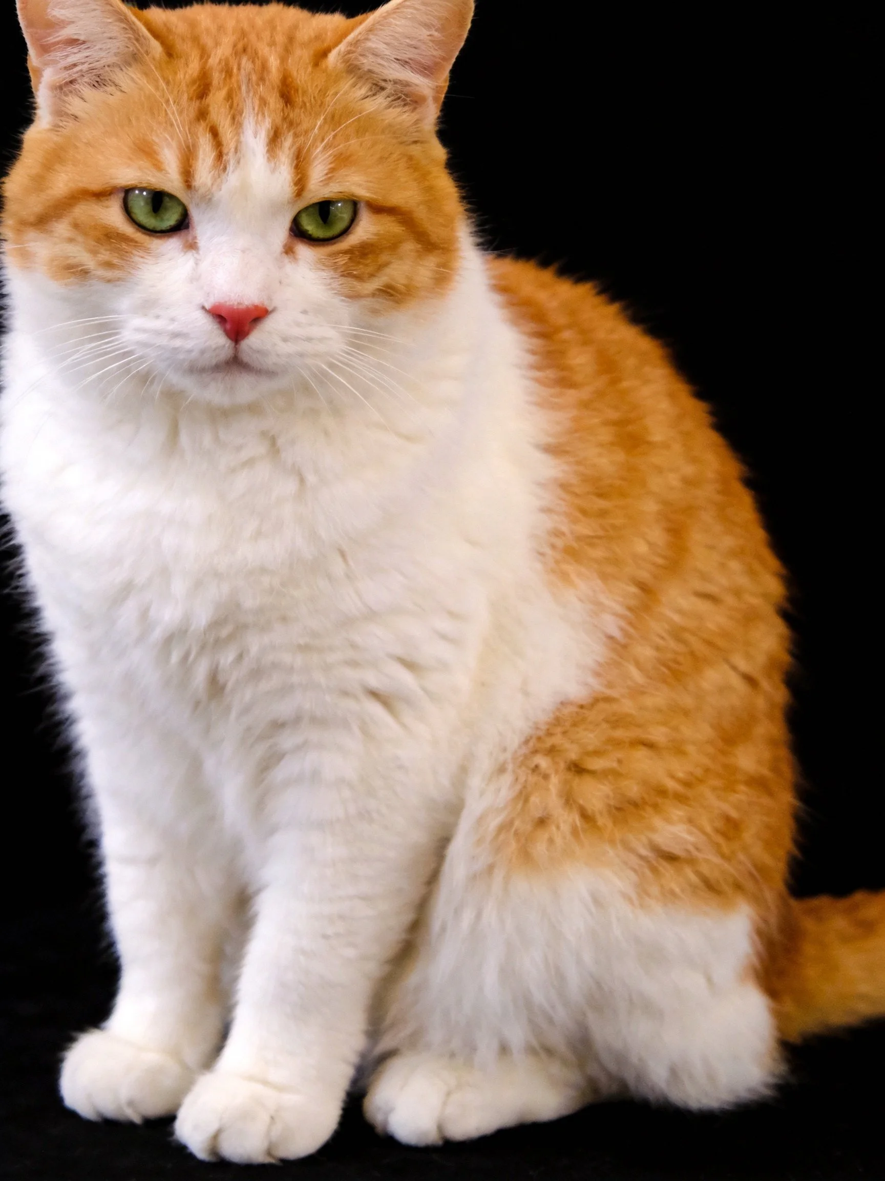 An orange and white cat with green eyes sits calmly against a black background.