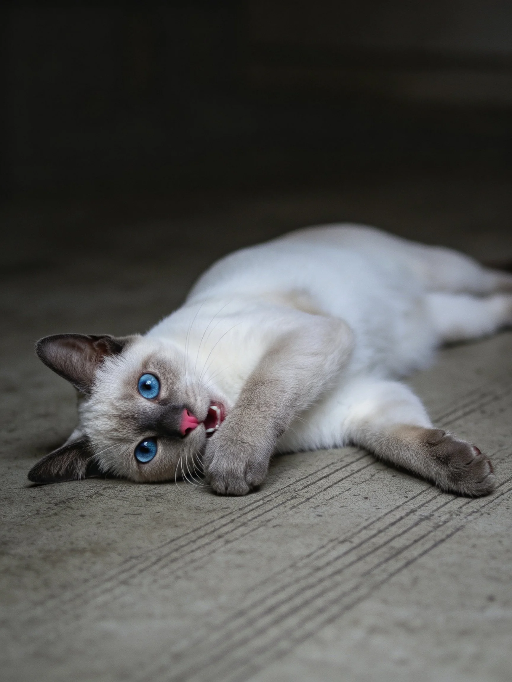 A playful Siamese kitten with bright blue eyes lies on a smooth concrete surface