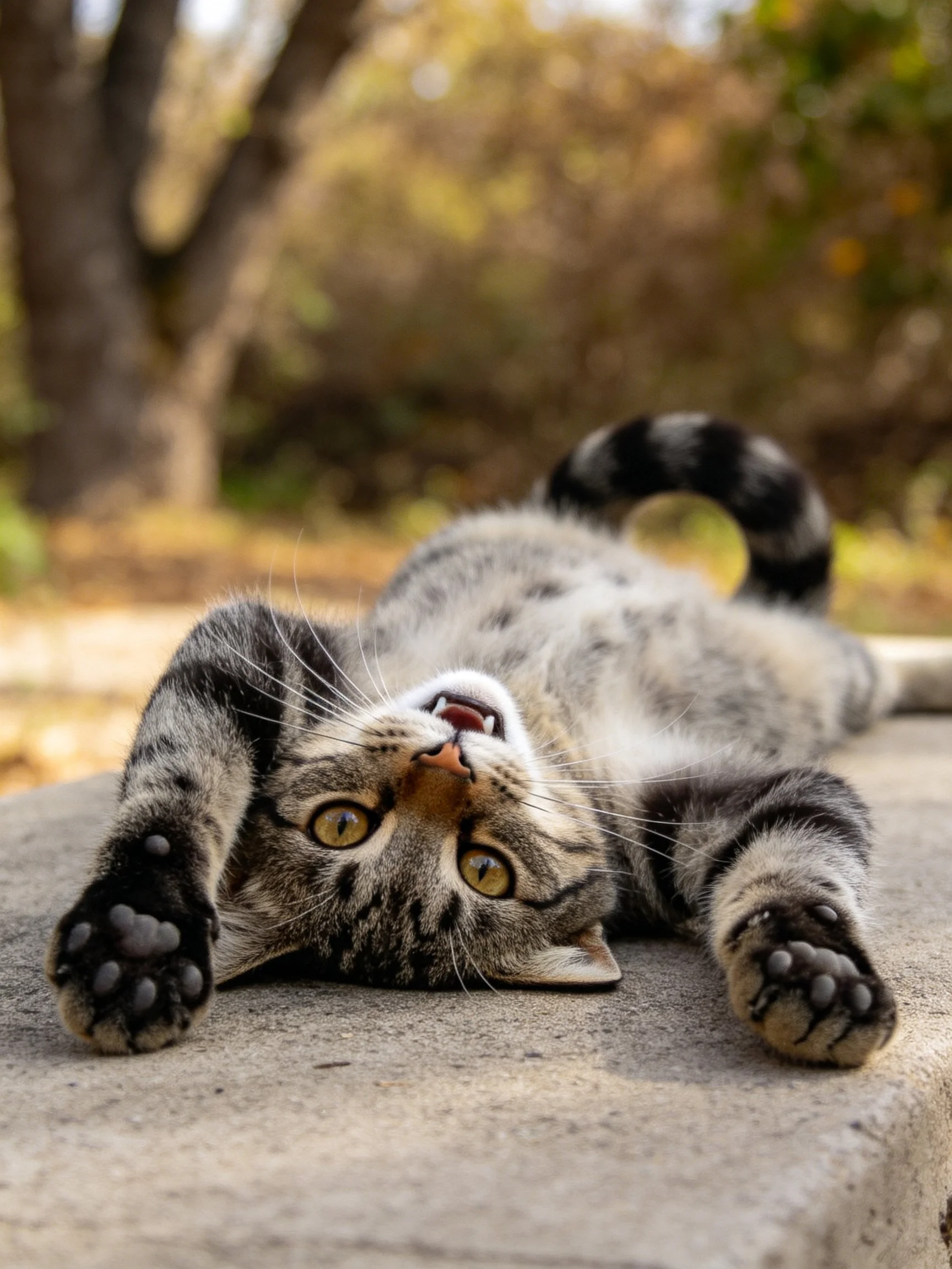 A playful gray tabby kitten lies upside down on a stone surface