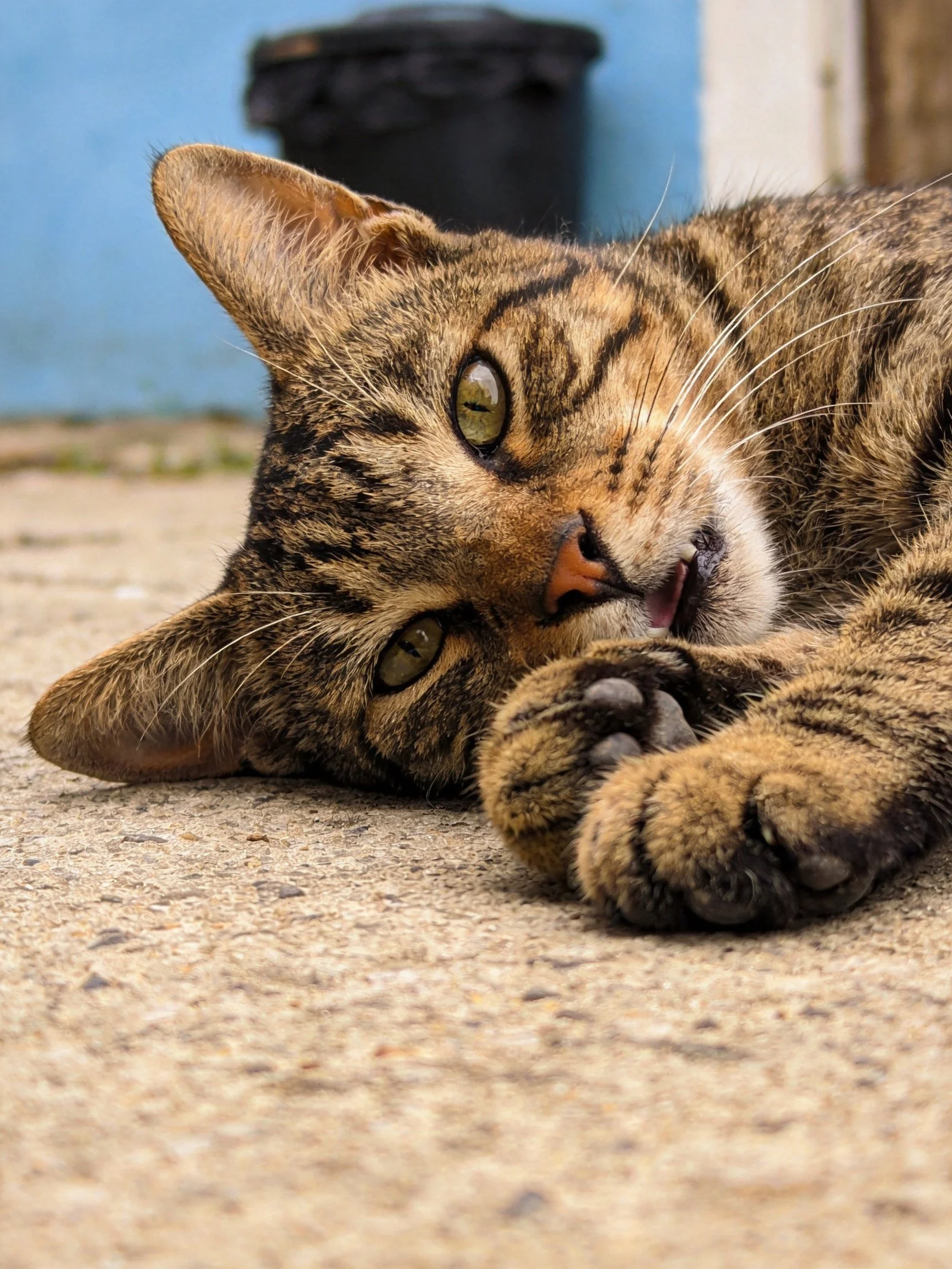 A relaxed brown tabby cat lies on a concrete surface
