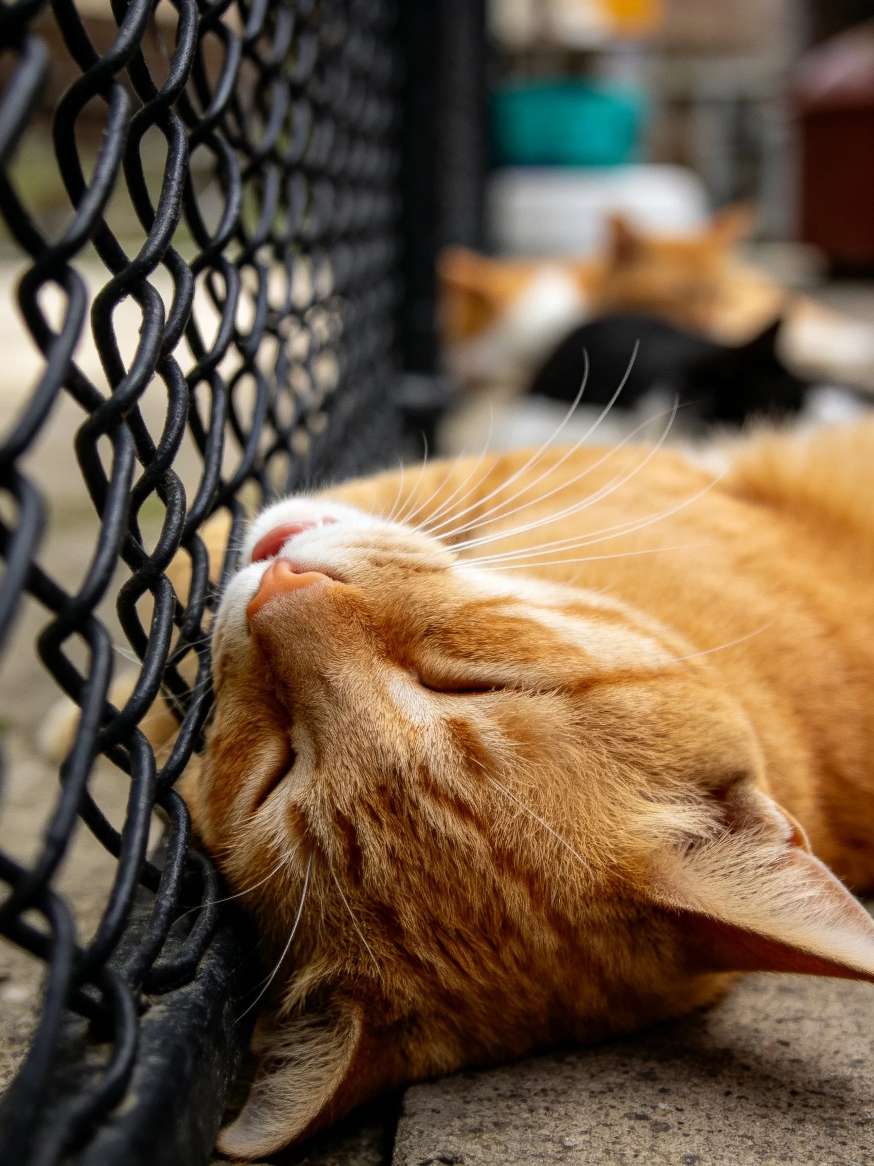 A relaxed orange tabby cat naps beside a black chain-link fence