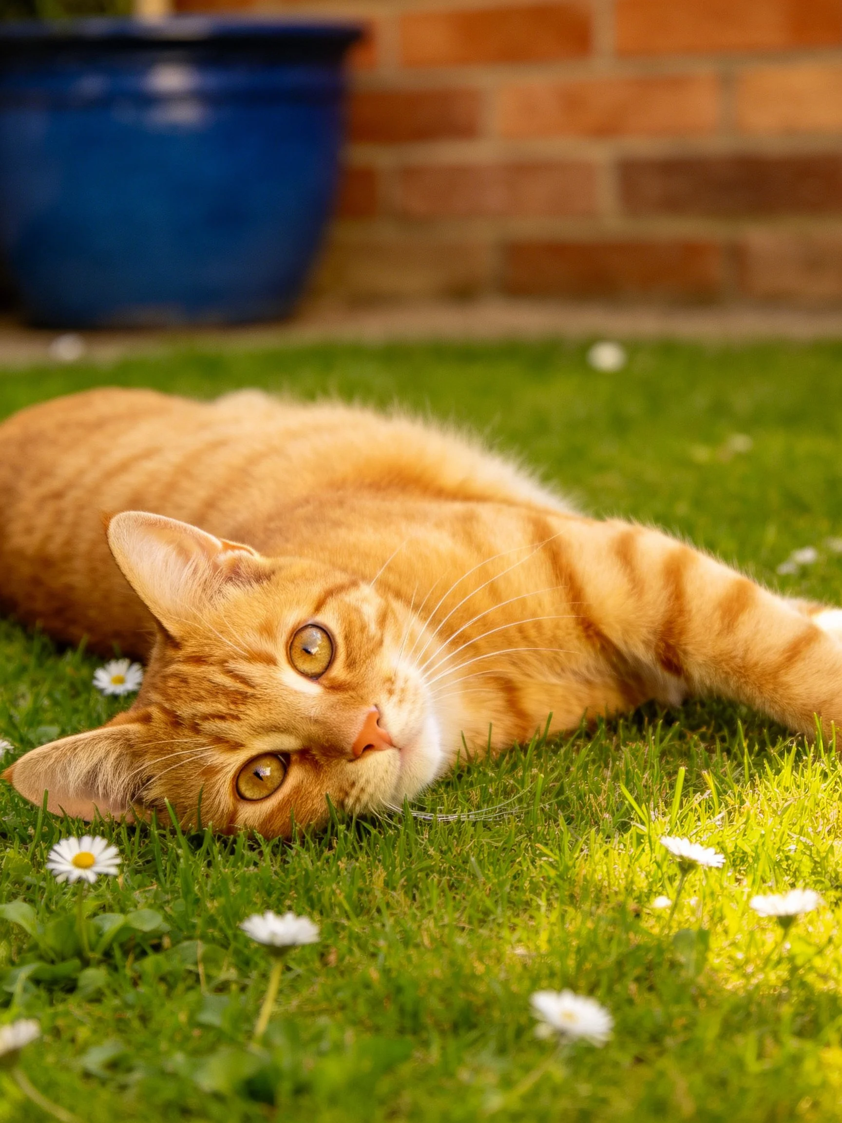 A relaxed orange tabby cat on green grass with white flowers
