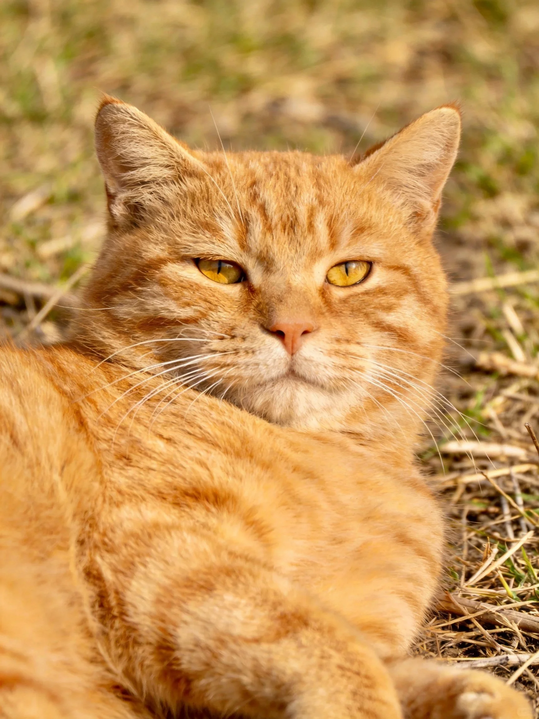 A relaxed orange tabby cat resting on dry grass