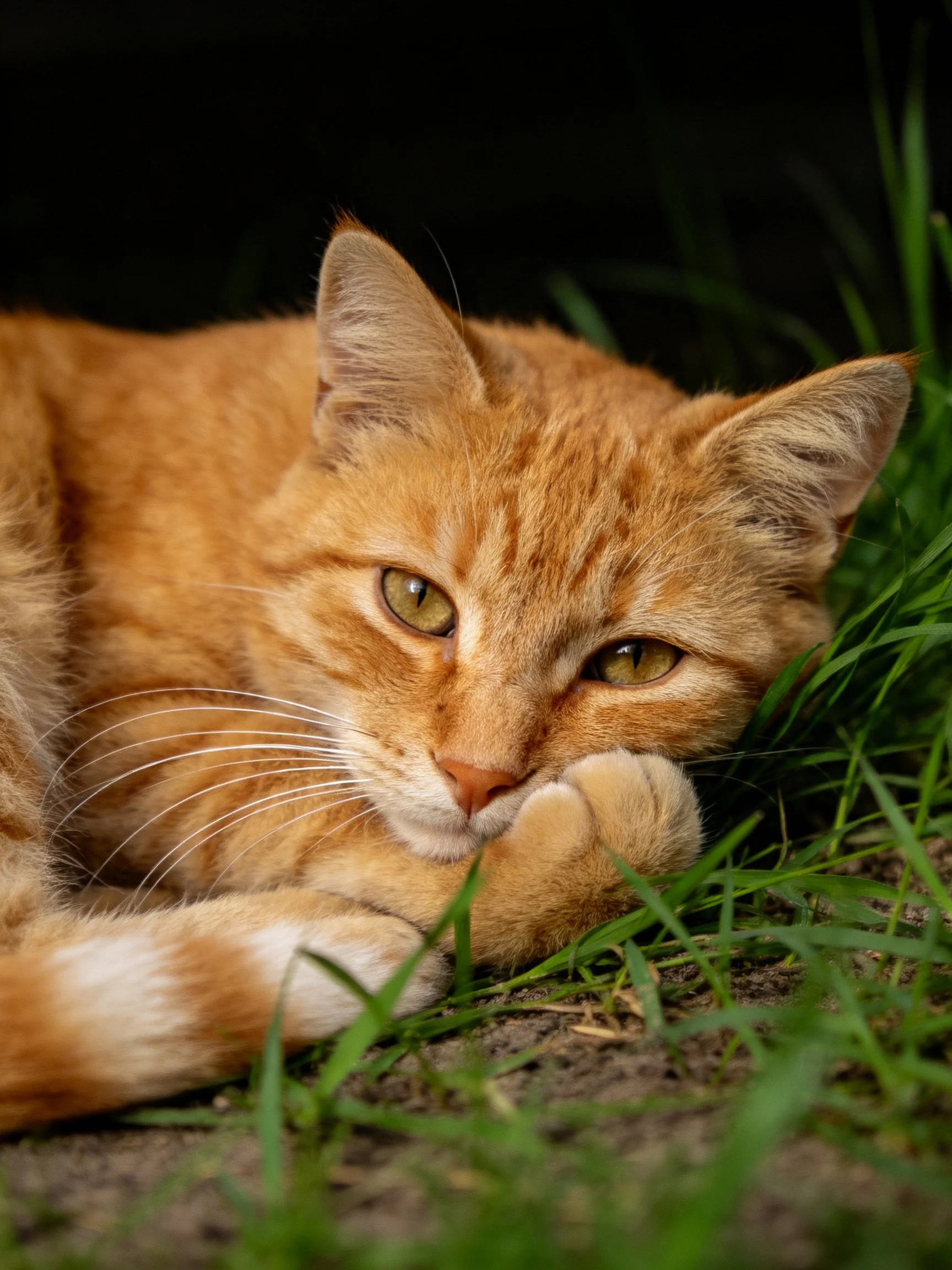 A relaxed orange tabby cat rests amid lush green grass