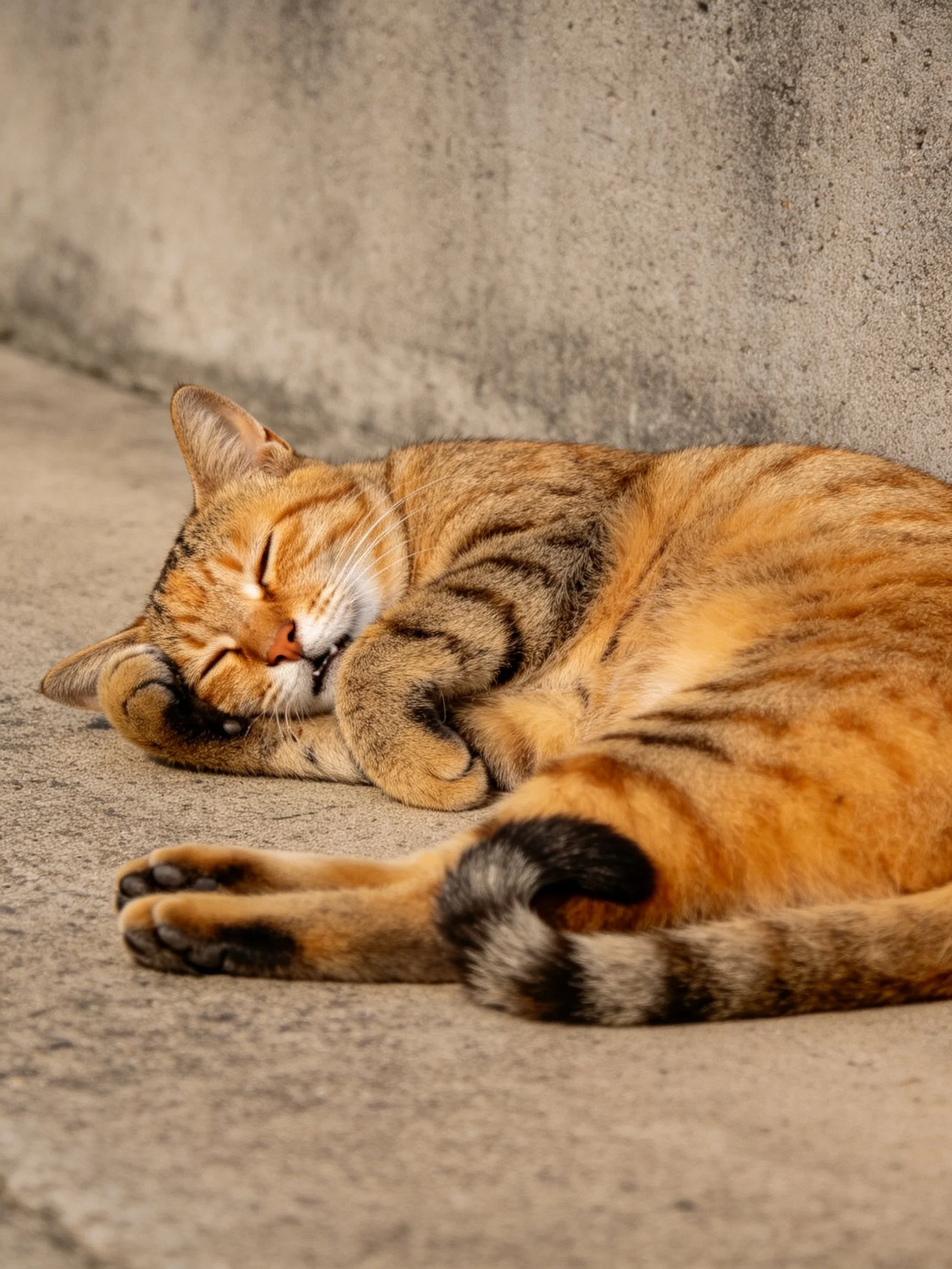 A relaxed orange tabby cat sleeps against a weathered concrete wall