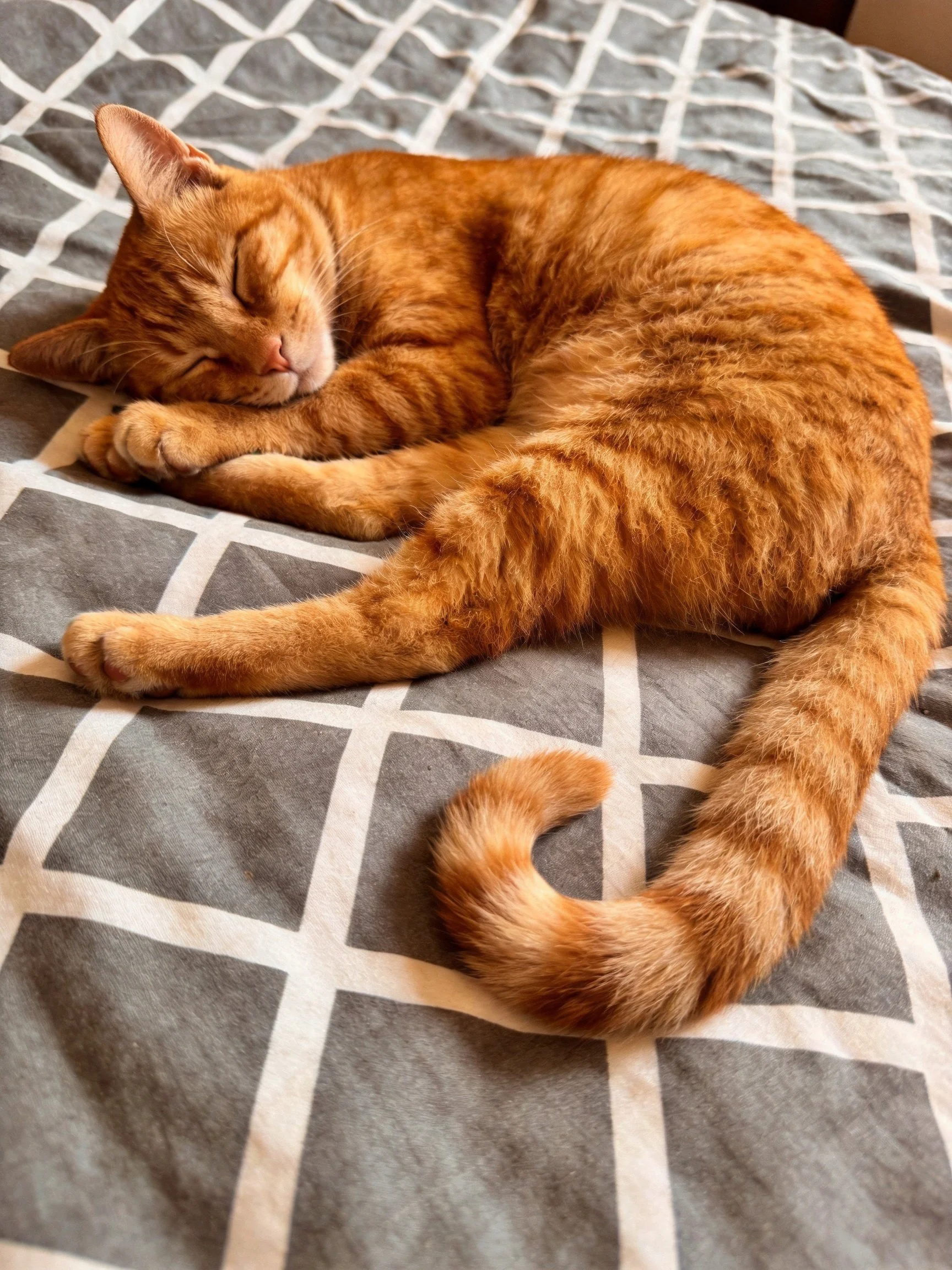 A relaxed orange tabby cat sleeps on a gray patterned bedspread