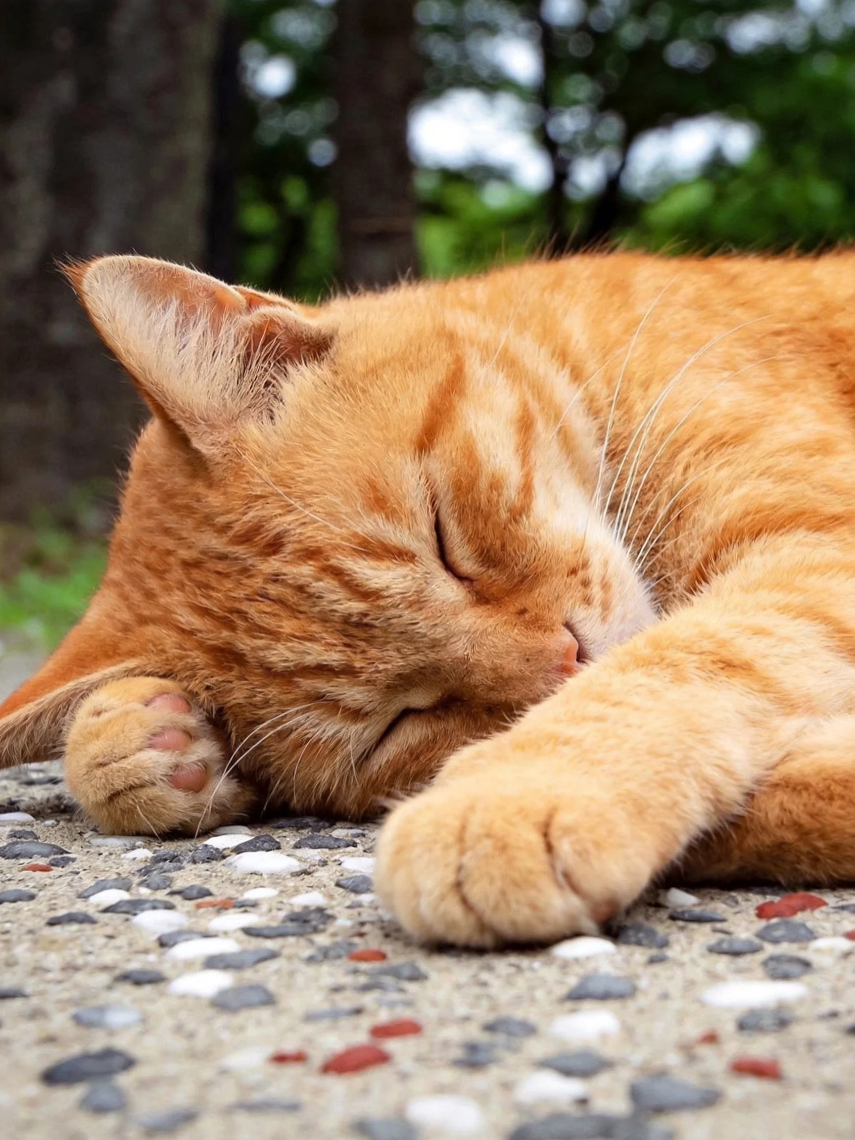 A relaxed orange tabby cat sleeps on a pebbled outdoor surface near trees