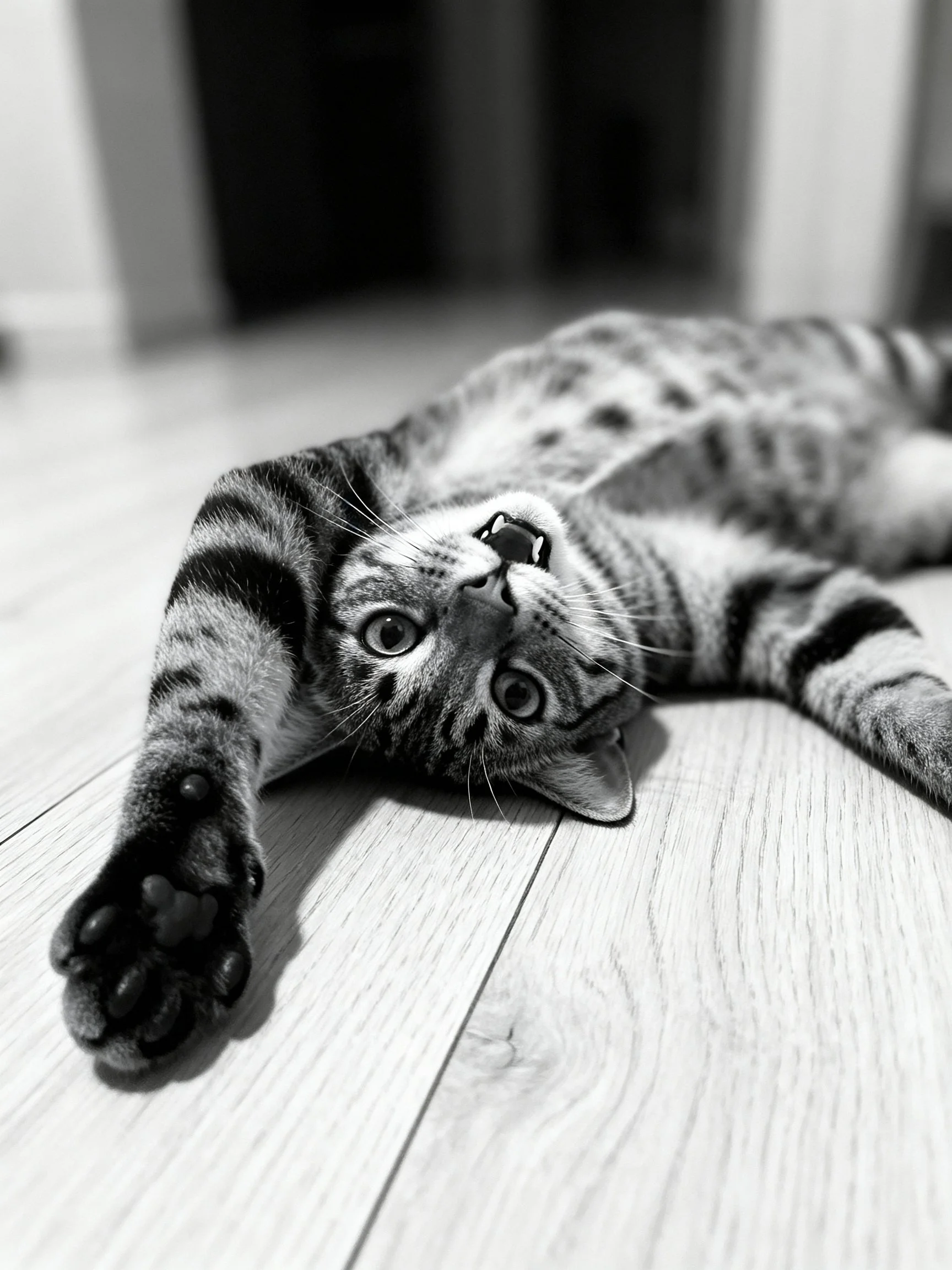 A relaxed tabby cat lying on a wooden floor in monochrome