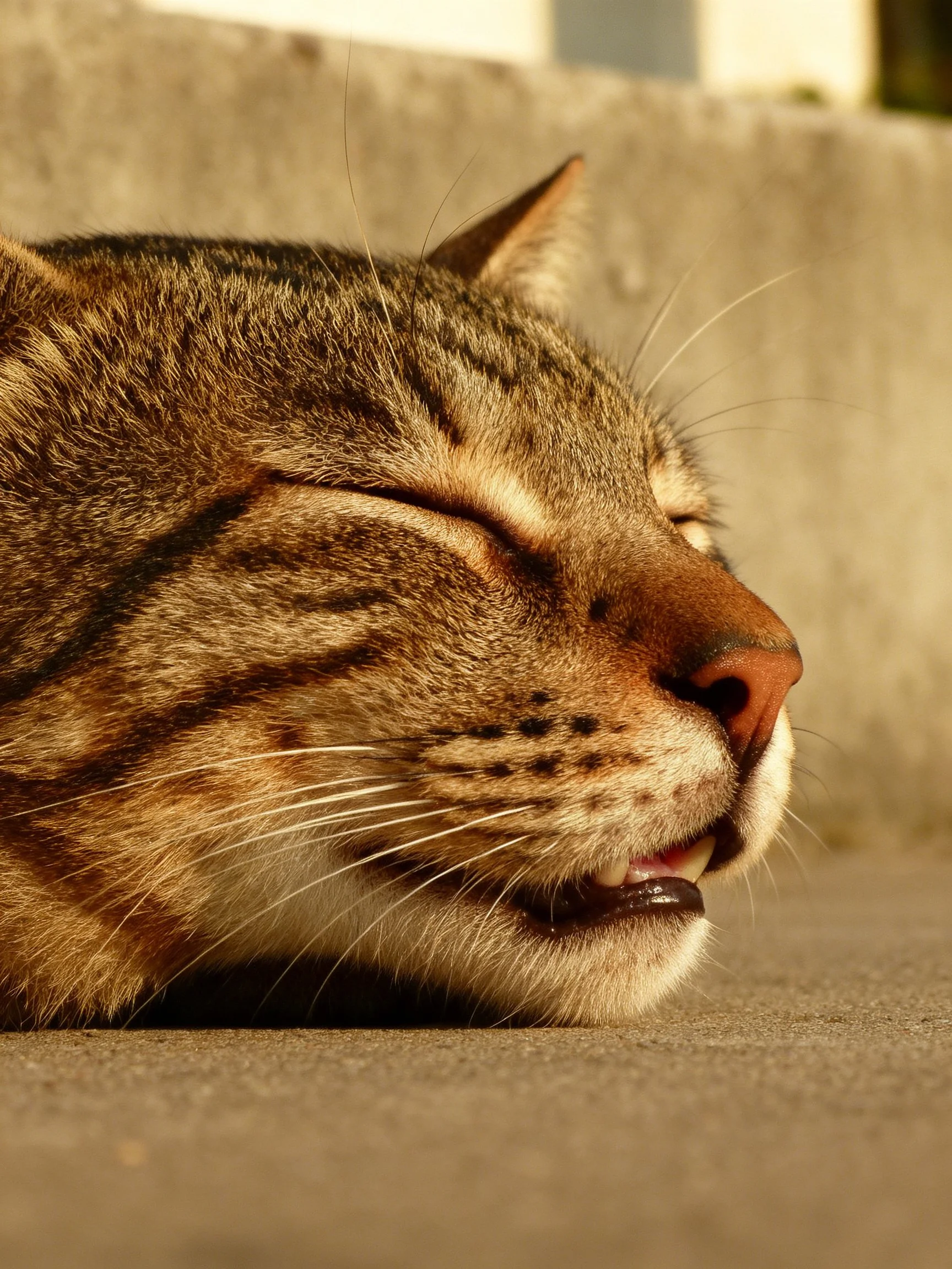 A relaxed tabby cat napping on a concrete surface
