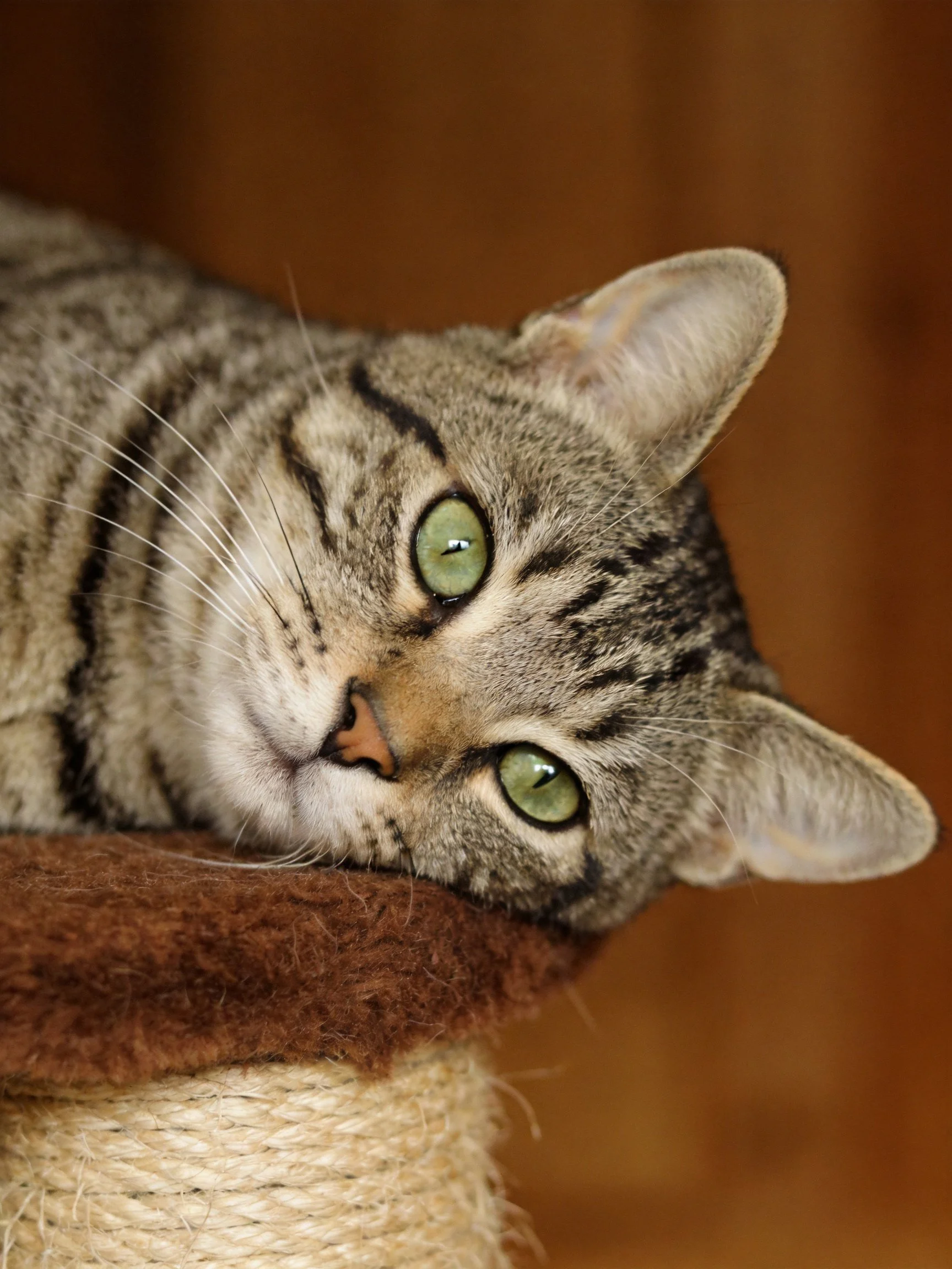 A relaxed tabby cat with green eyes resting on a textured scratching post
