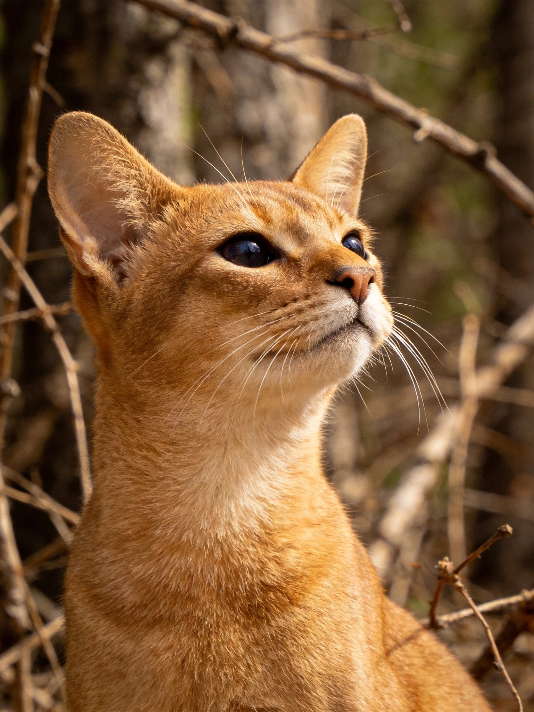 A sandy-furred wildcat with large ears in dry vegetation