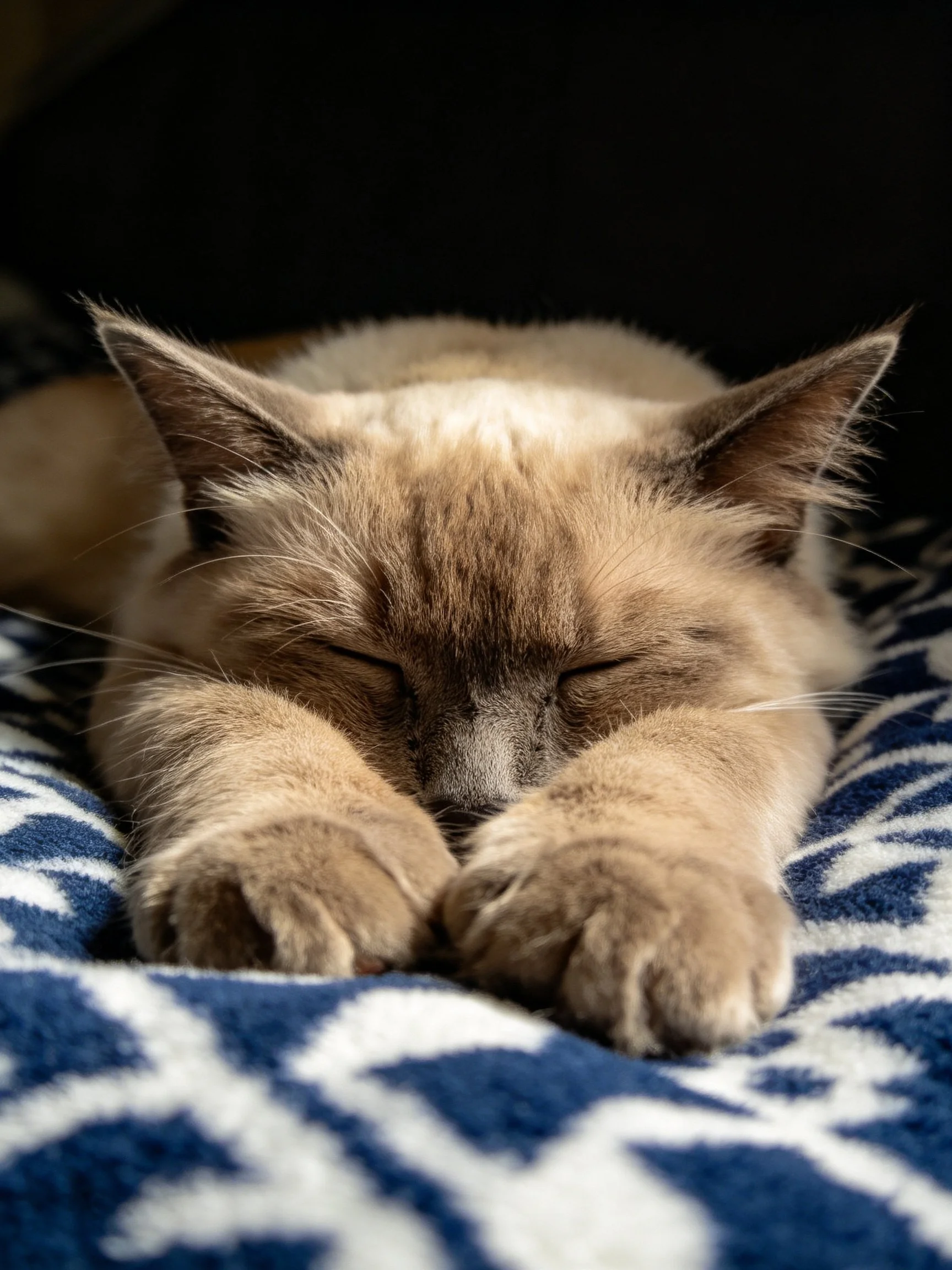 A serene Siamese cat sleeps on a patterned blue blanket