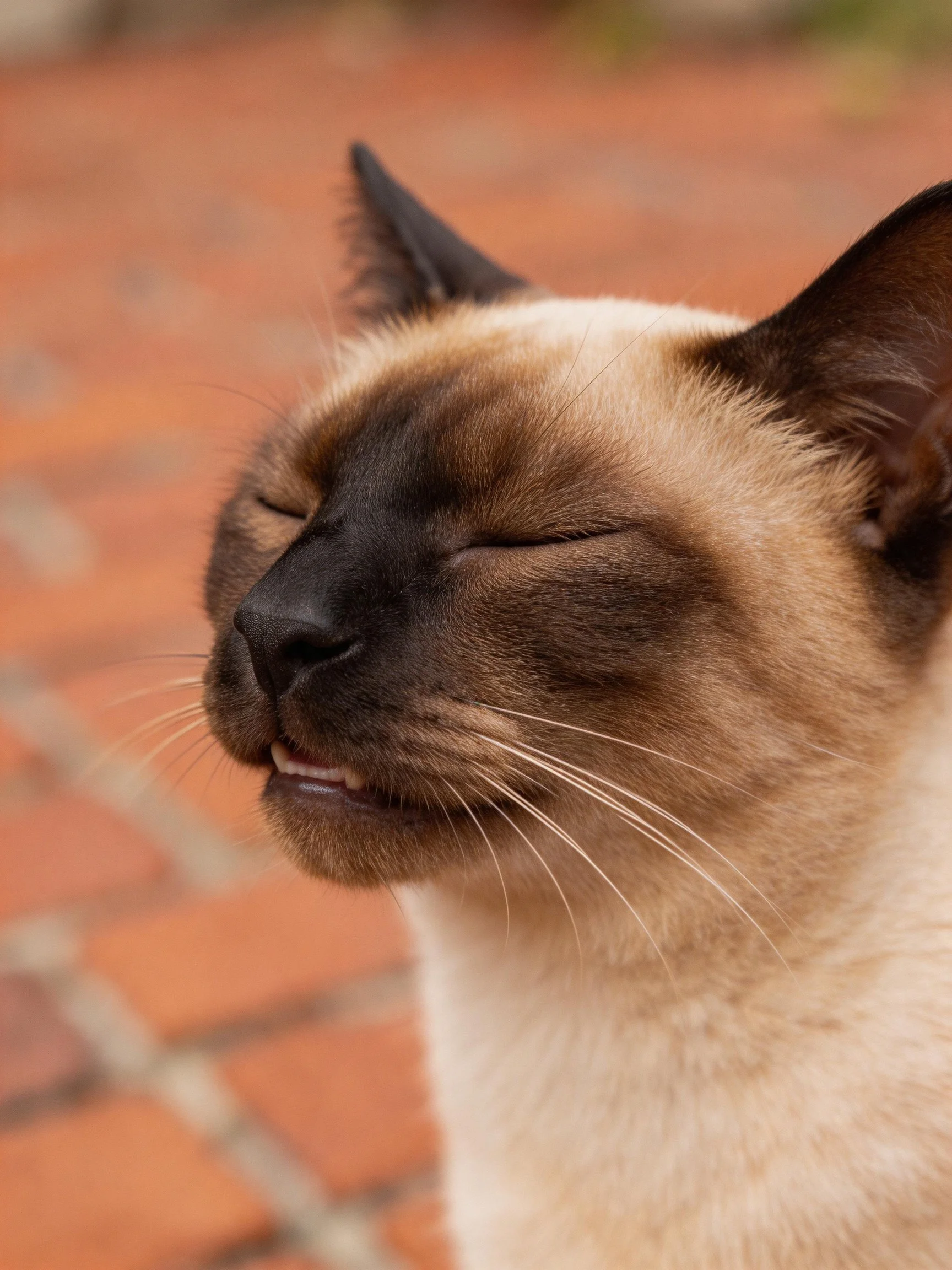 A Siamese cat with closed eyes relaxes near a red - brick area.