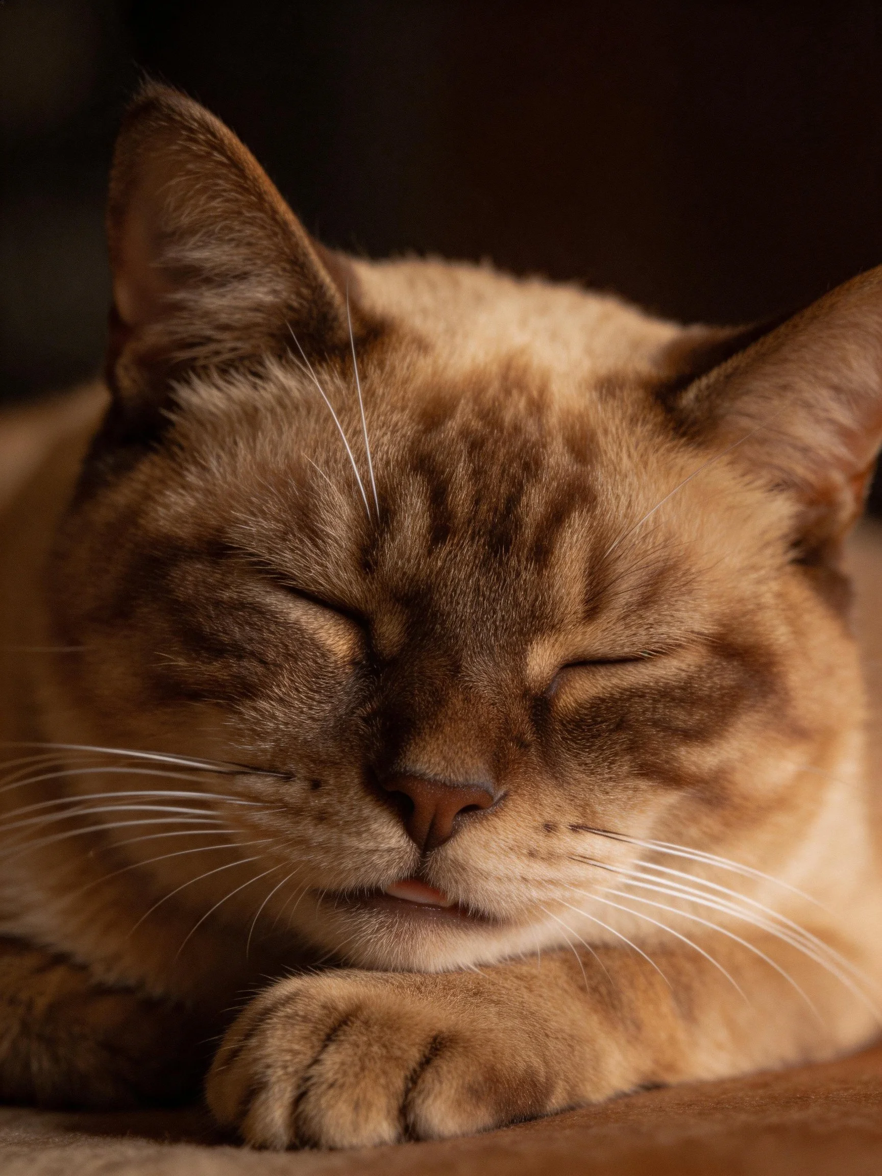 A brown-tan cat sleeps peacefully with closed eyes