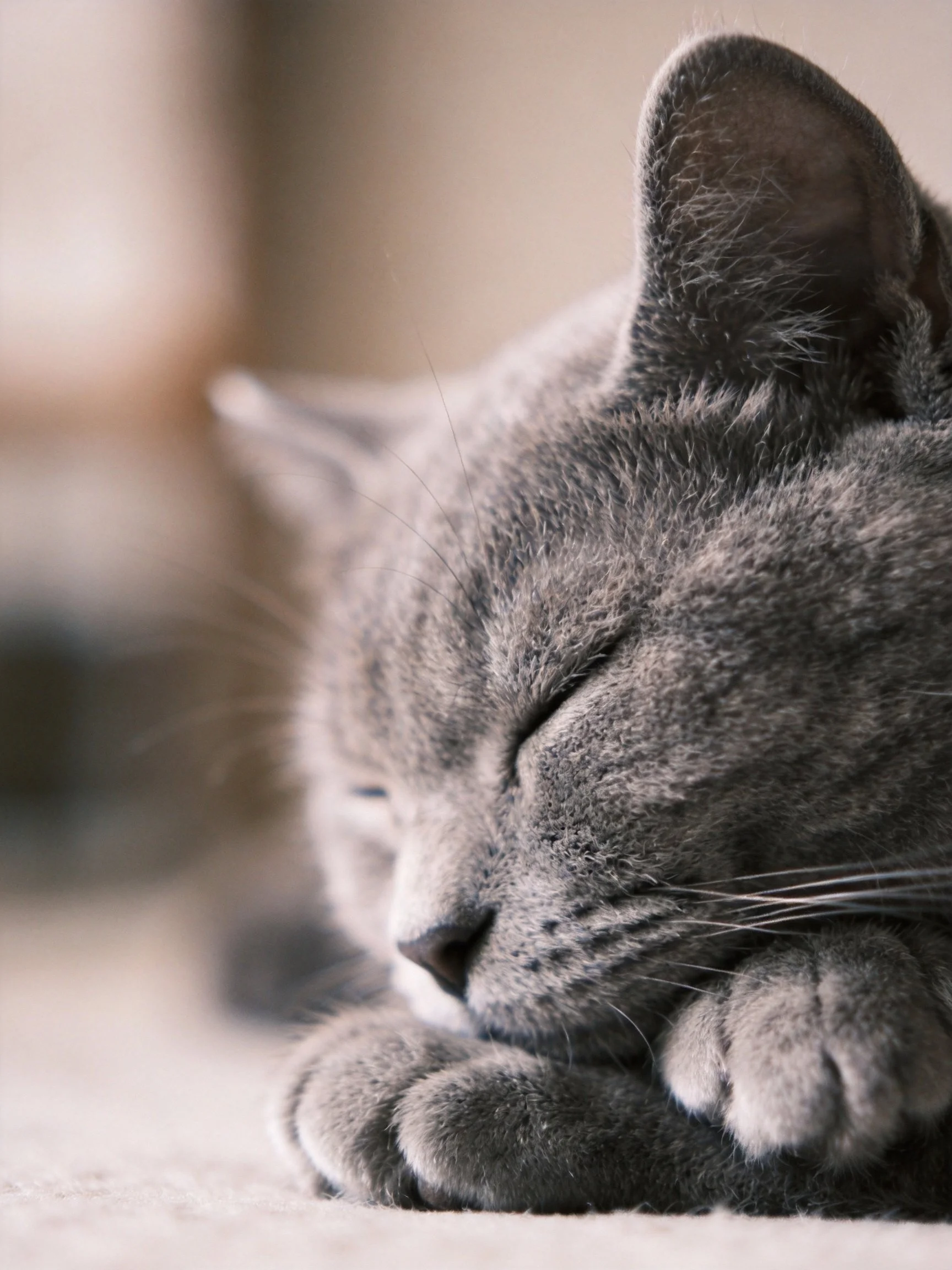 A gray cat peacefully rests with its eyes shut.