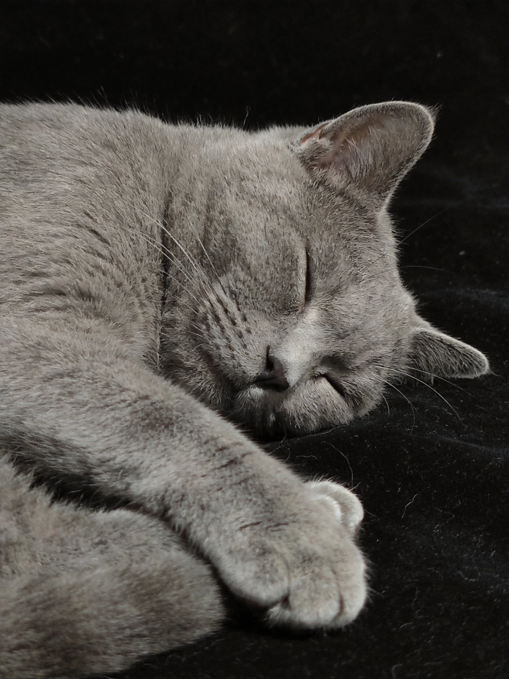 A serene gray cat sleeps peacefully on a black fabric surface