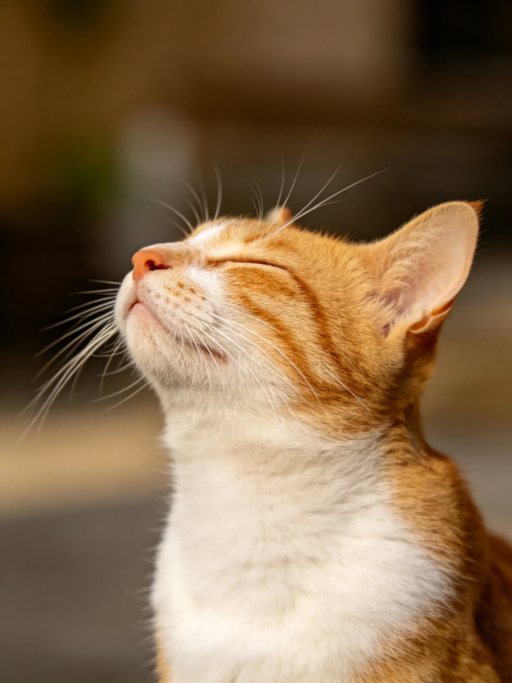 A serene orange and white cat with closed eyes in soft lighting